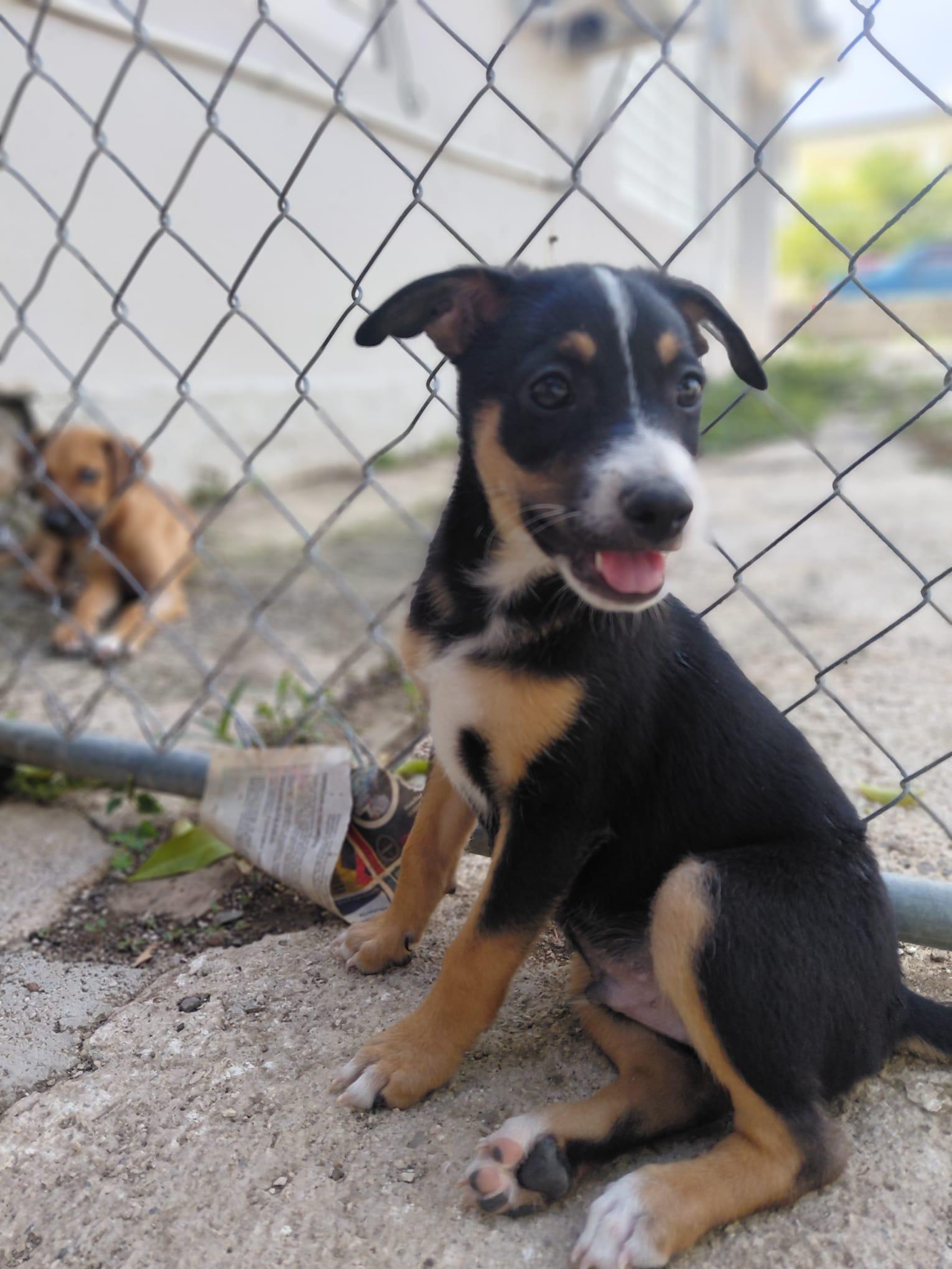 JAKE, a Adoptable mixed breed in Annapolis, MD image 5/6