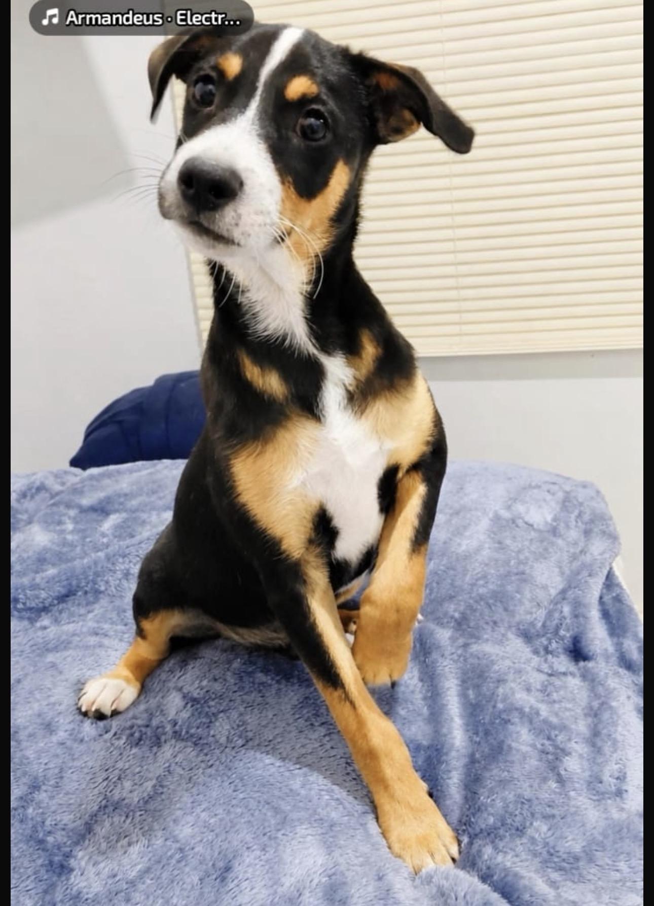 JAKE, a Adoptable mixed breed in Annapolis, MD image 2/6