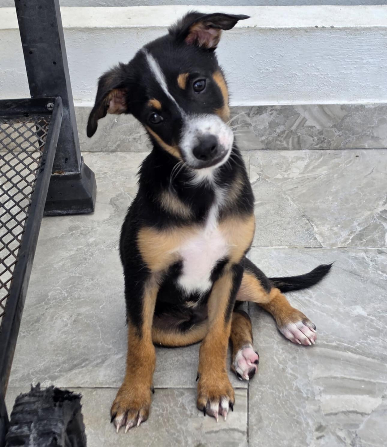 JAKE, Adoptable, Puppy Male Shepherd & Mixed Breed.