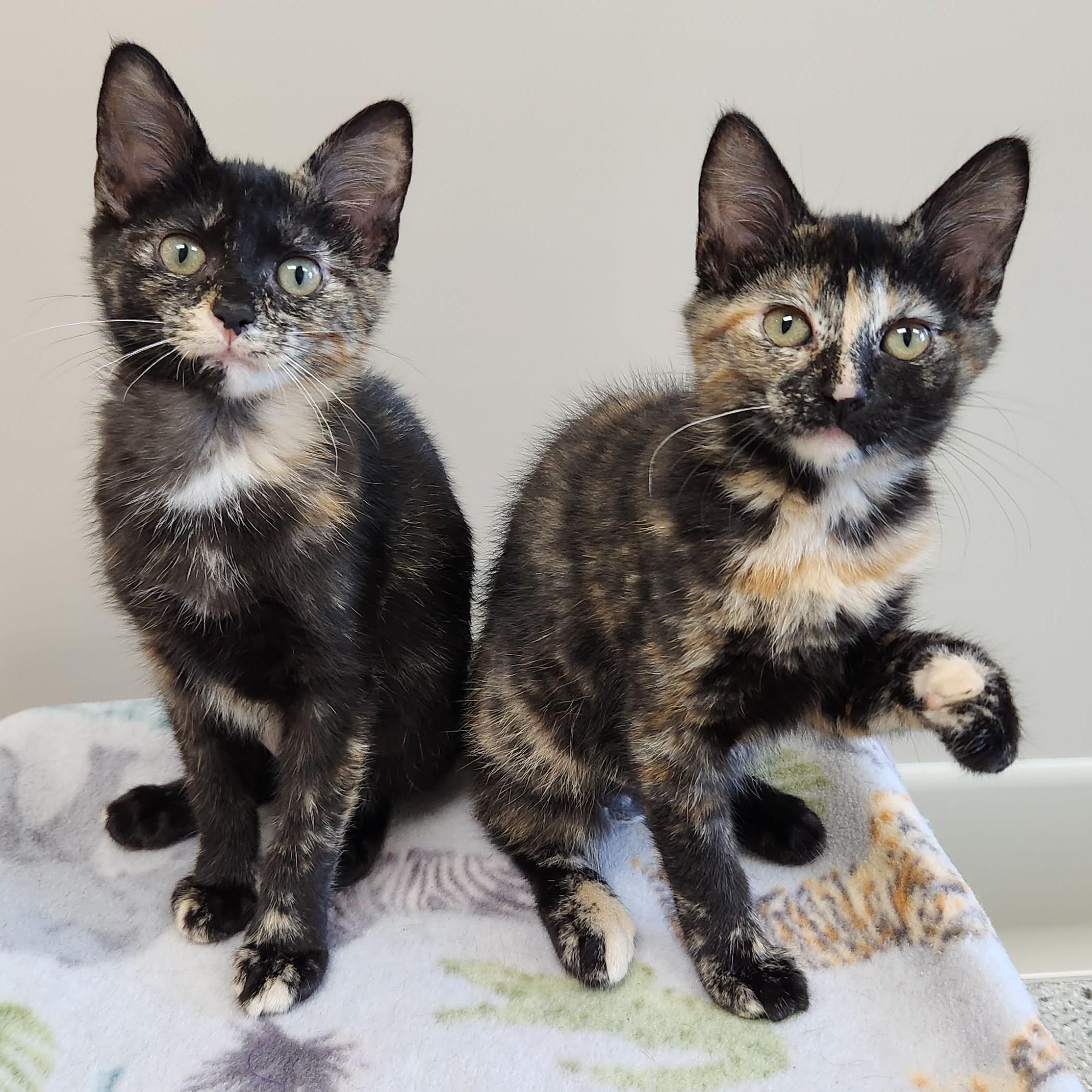 Serena & Venus, Adoptable, Kitten Female Tortoiseshell.