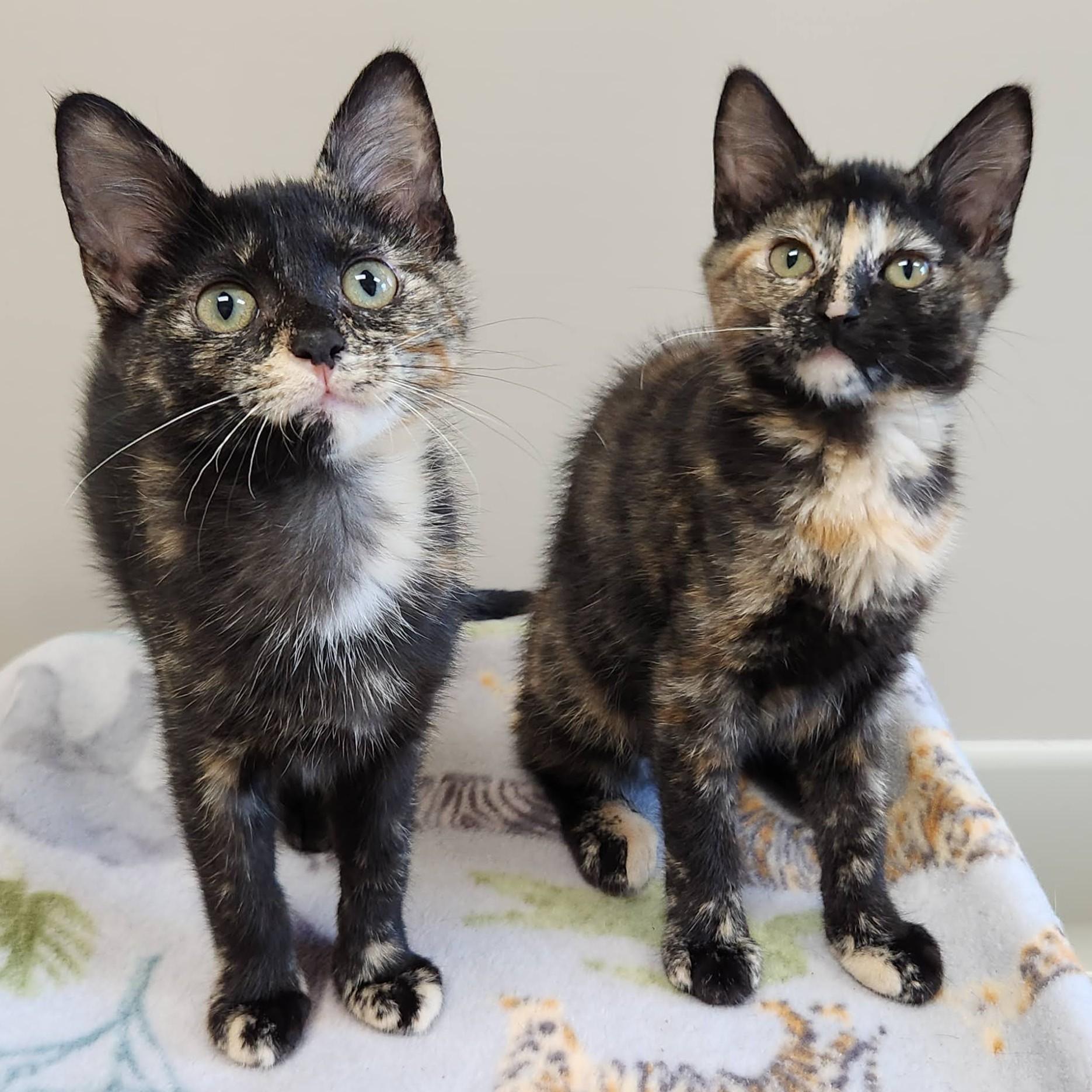 Enlarge Serena & Venus, a Adoptable Tortoiseshell in Marshfield, WI image 4/6