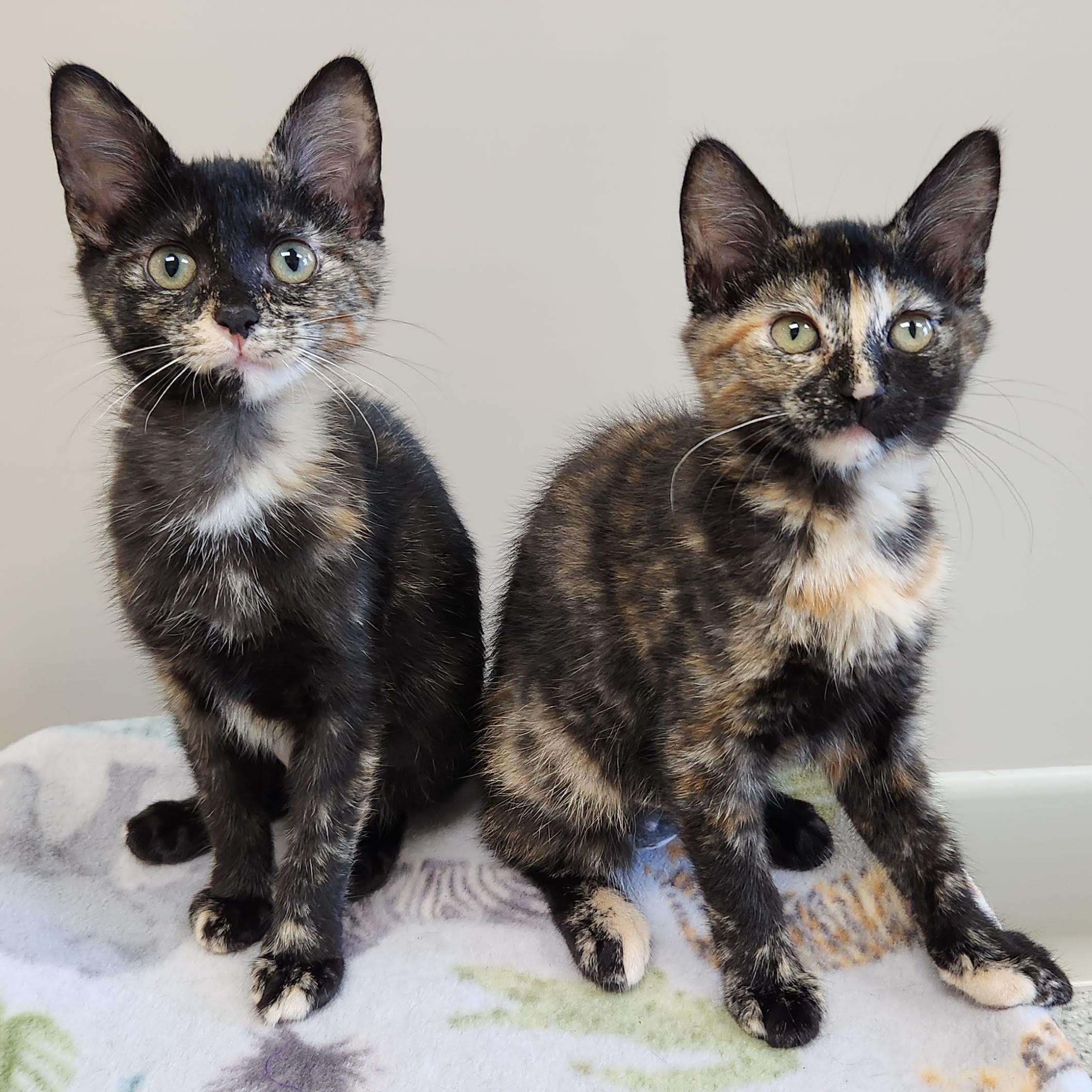Enlarge Serena & Venus, a Adoptable Tortoiseshell in Marshfield, WI image 5/6