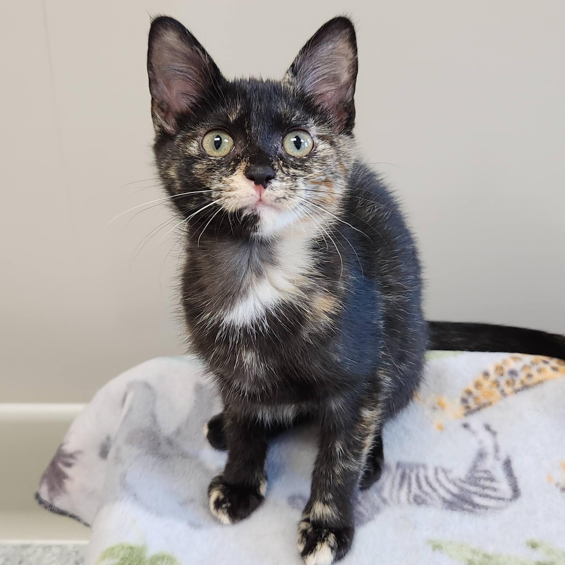 Enlarge Serena & Venus, a Adoptable Tortoiseshell in Marshfield, WI image 3/6