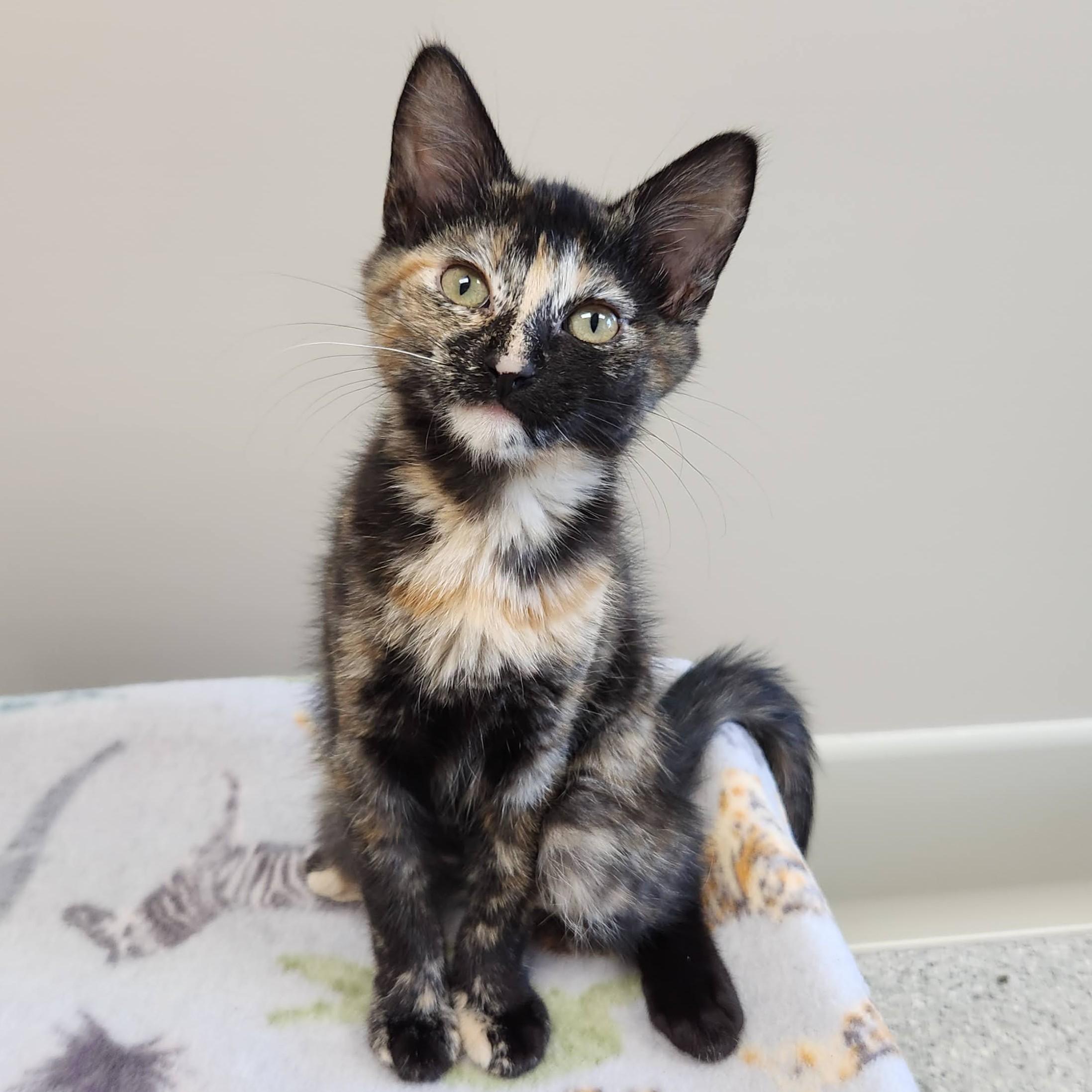 Enlarge Serena & Venus, a Adoptable Tortoiseshell in Marshfield, WI image 2/6