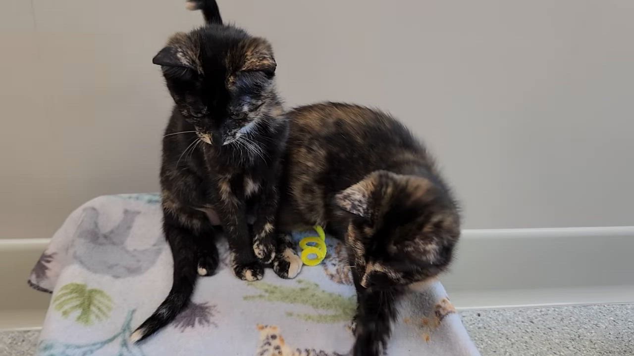 Enlarge Serena & Venus, a Adoptable Tortoiseshell in Marshfield, WI video 6/6