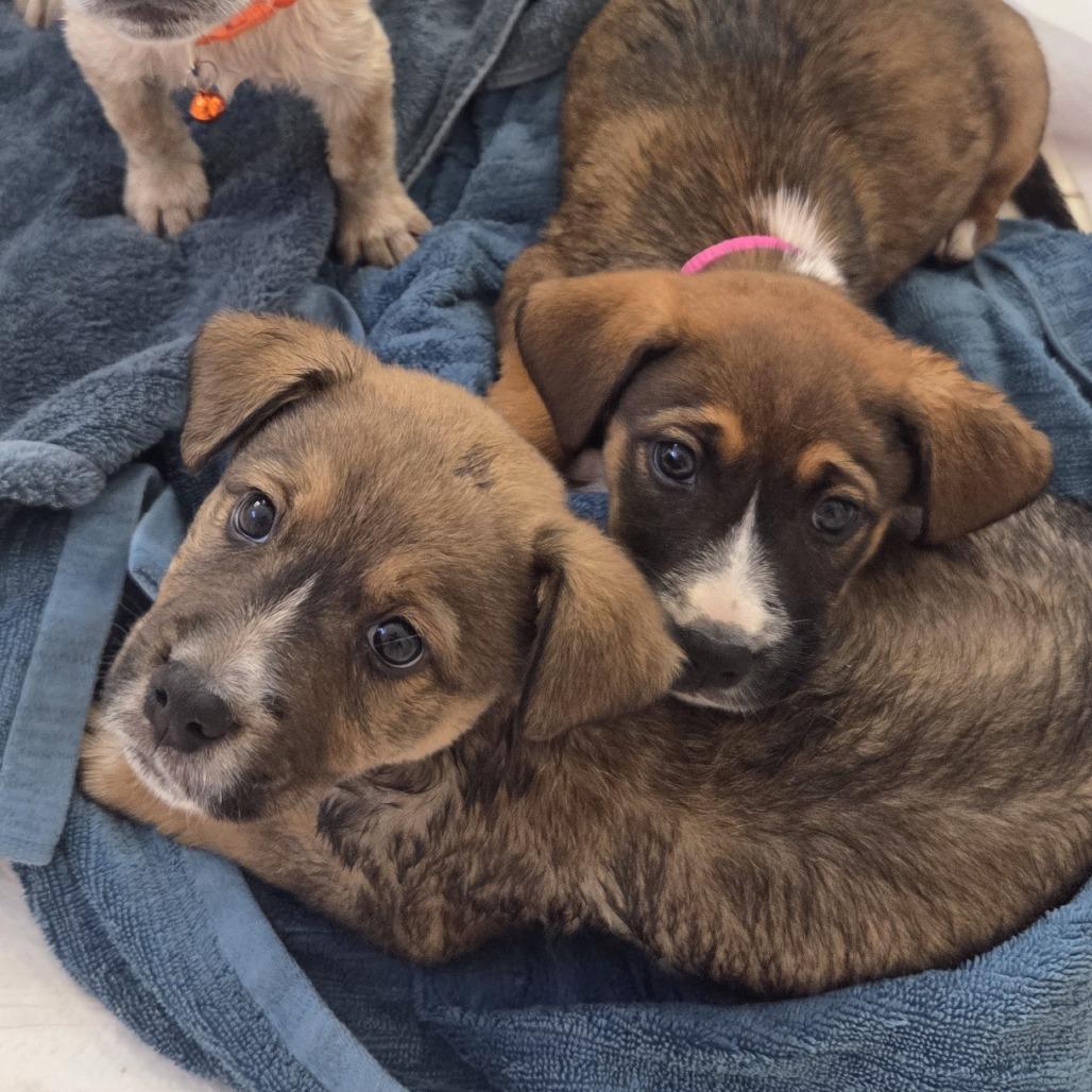 Jester, a Adoptable mixed breed in Warwick, RI image 5/5
