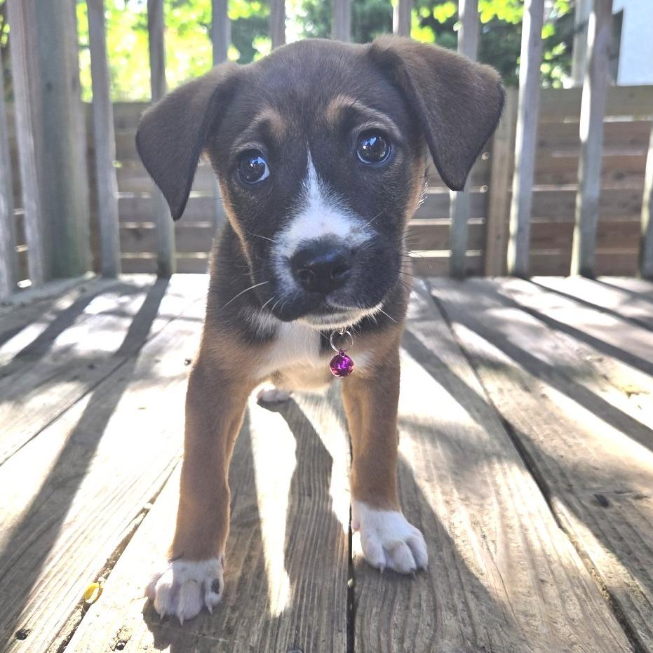 Jester, Adoptable, Puppy Female Hound.