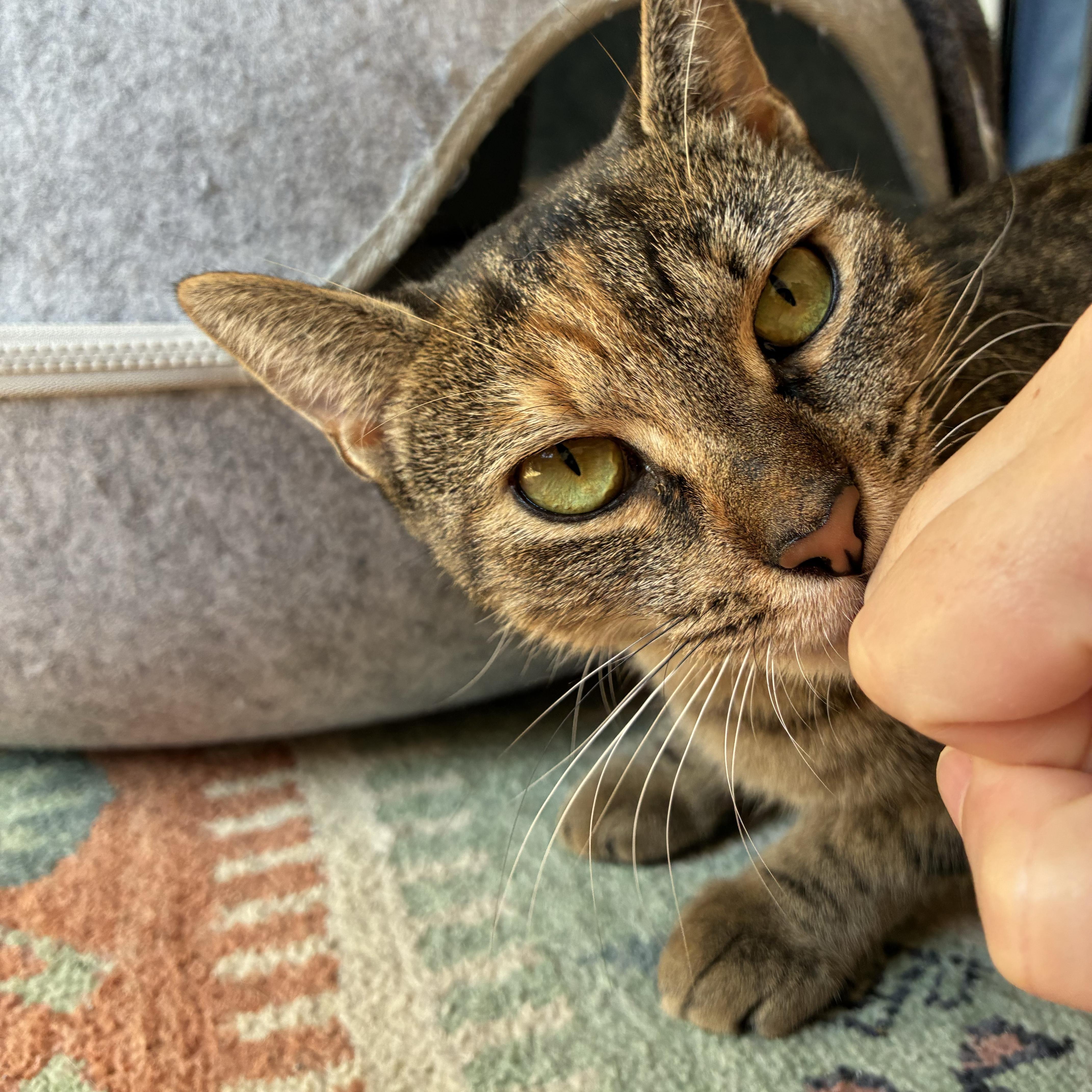 Enlarge Wildflower, a Adoptable Domestic Short Hair in Brooklyn, NY image 5/6