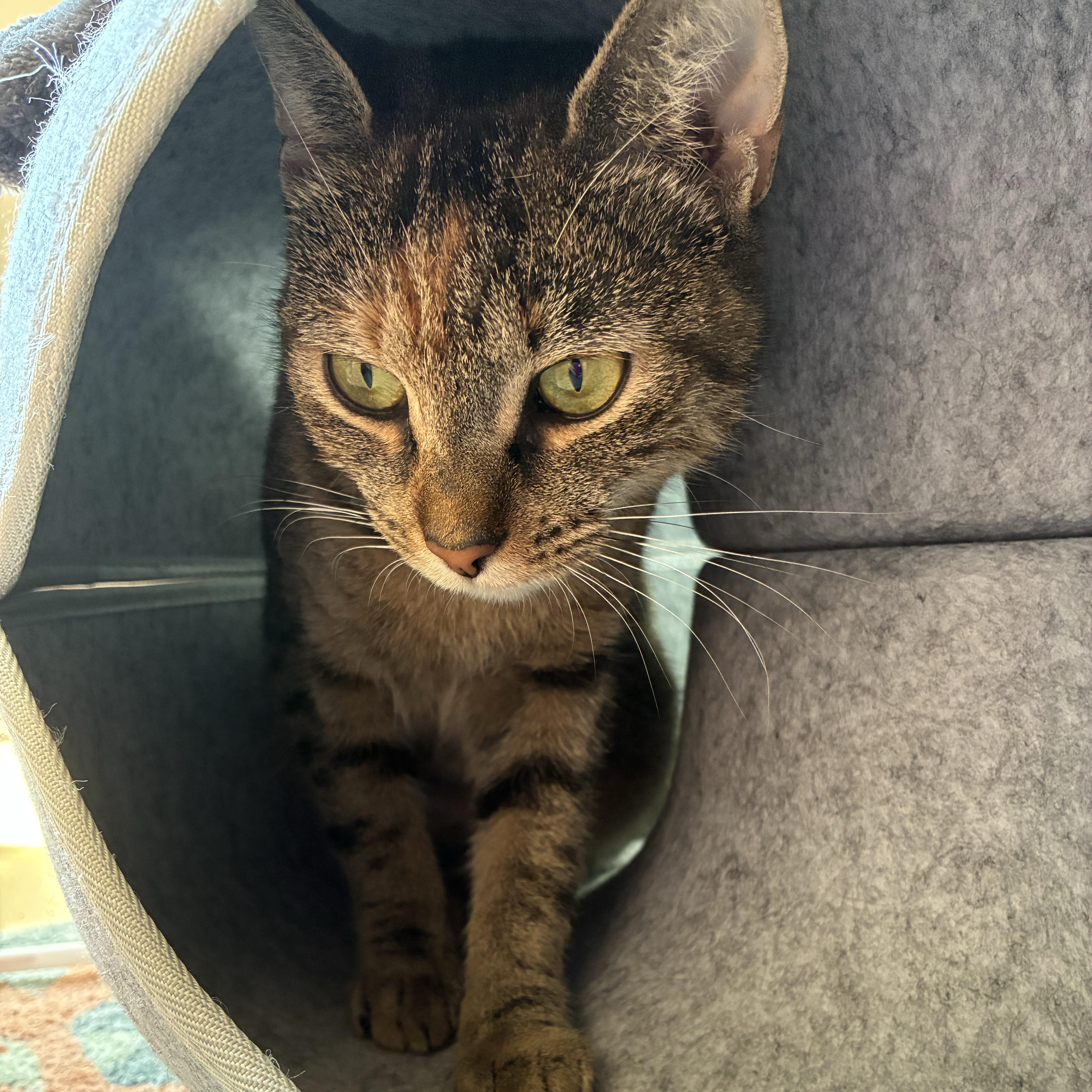 Enlarge Wildflower, a Adoptable Domestic Short Hair in Brooklyn, NY image 4/6