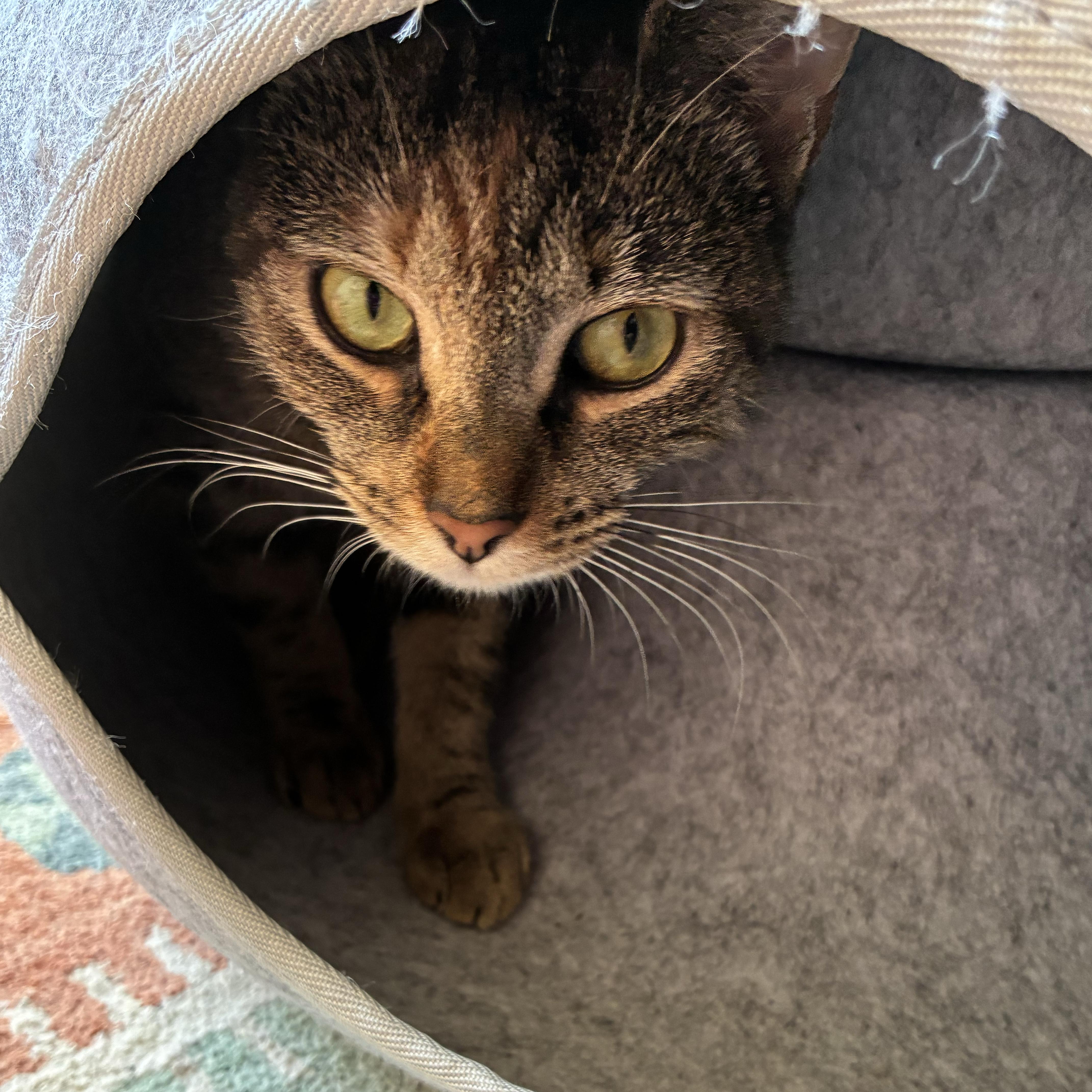 Wildflower, Adoptable, Adult Female Domestic Short Hair.