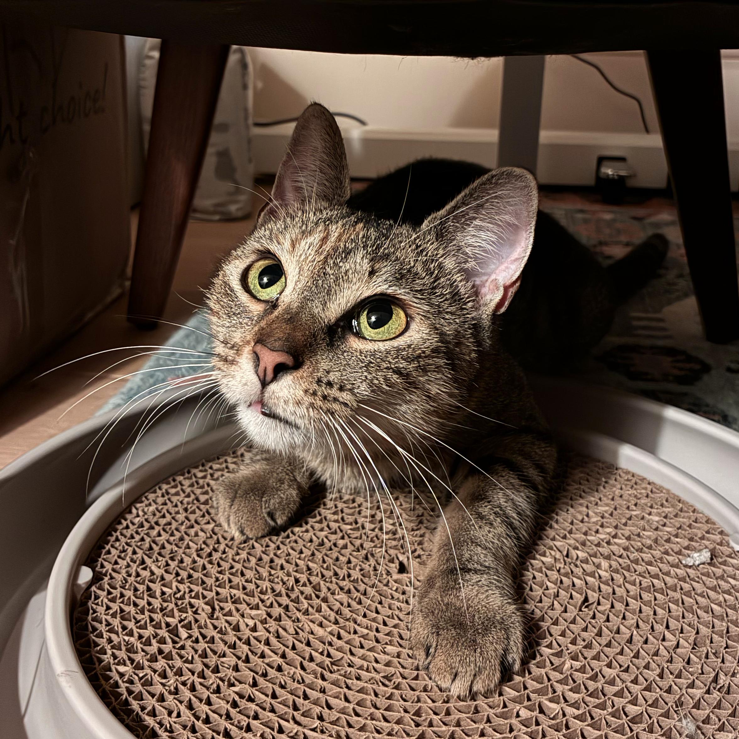 Enlarge Wildflower, a Adoptable Domestic Short Hair in Brooklyn, NY image 2/6