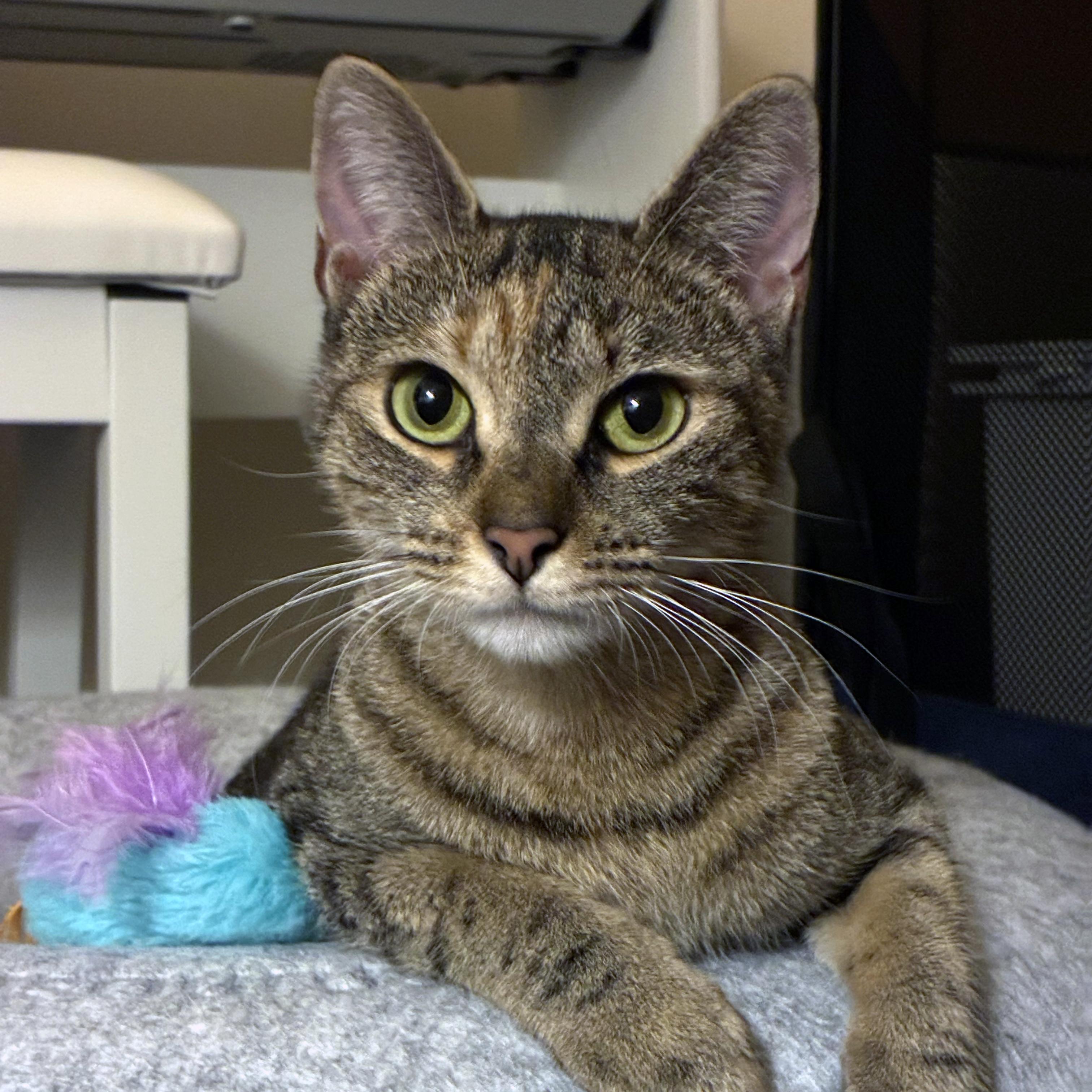 Enlarge Wildflower, a Adoptable Domestic Short Hair in Brooklyn, NY image 3/6