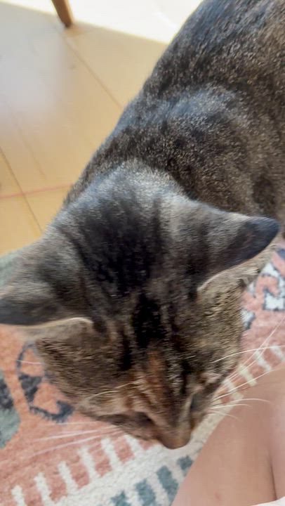 Enlarge Wildflower, a Adoptable Domestic Short Hair in Brooklyn, NY video 6/6