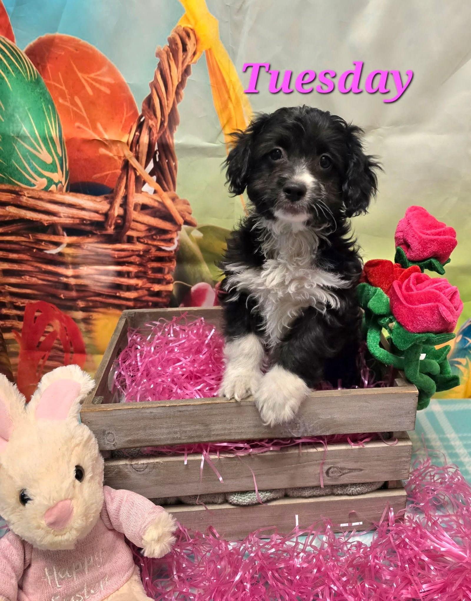 Tuesday, Adopted, Puppy Female Terrier & Lhasa Apso.