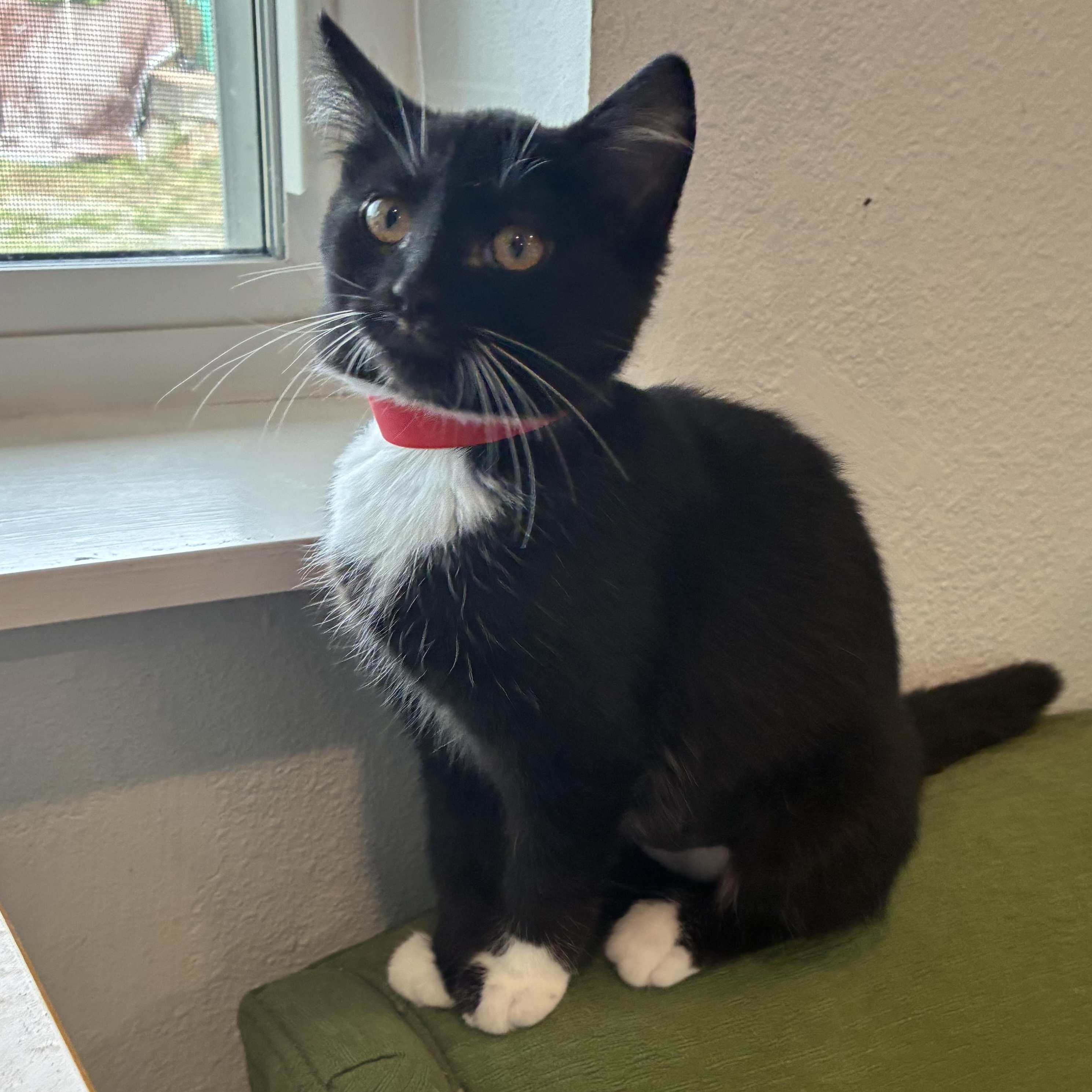 Enlarge Gelato, a Adoptable Domestic Short Hair in Bonners Ferry, ID image 2/3