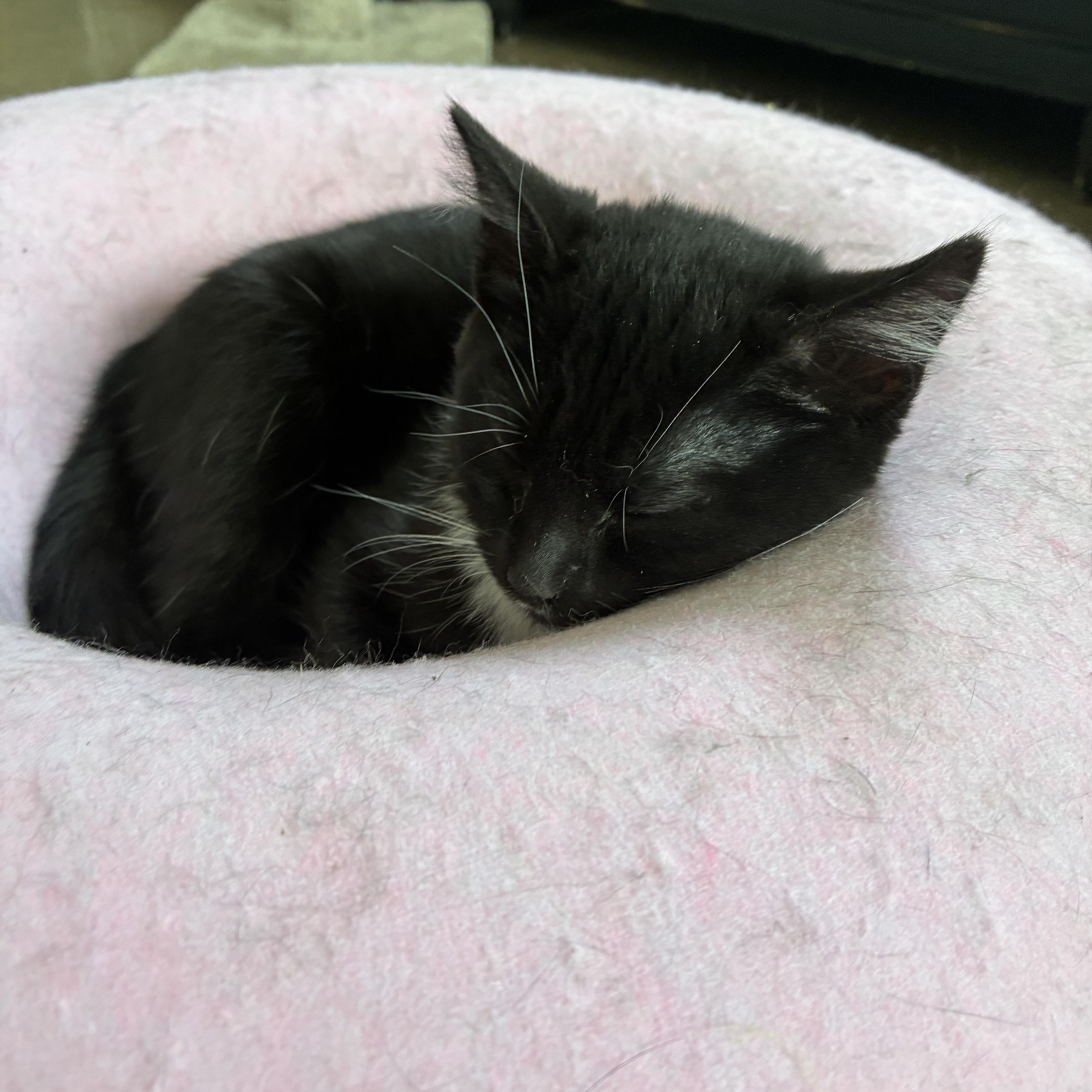 Enlarge Gelato, a Adoptable Domestic Short Hair in Bonners Ferry, ID image 3/3