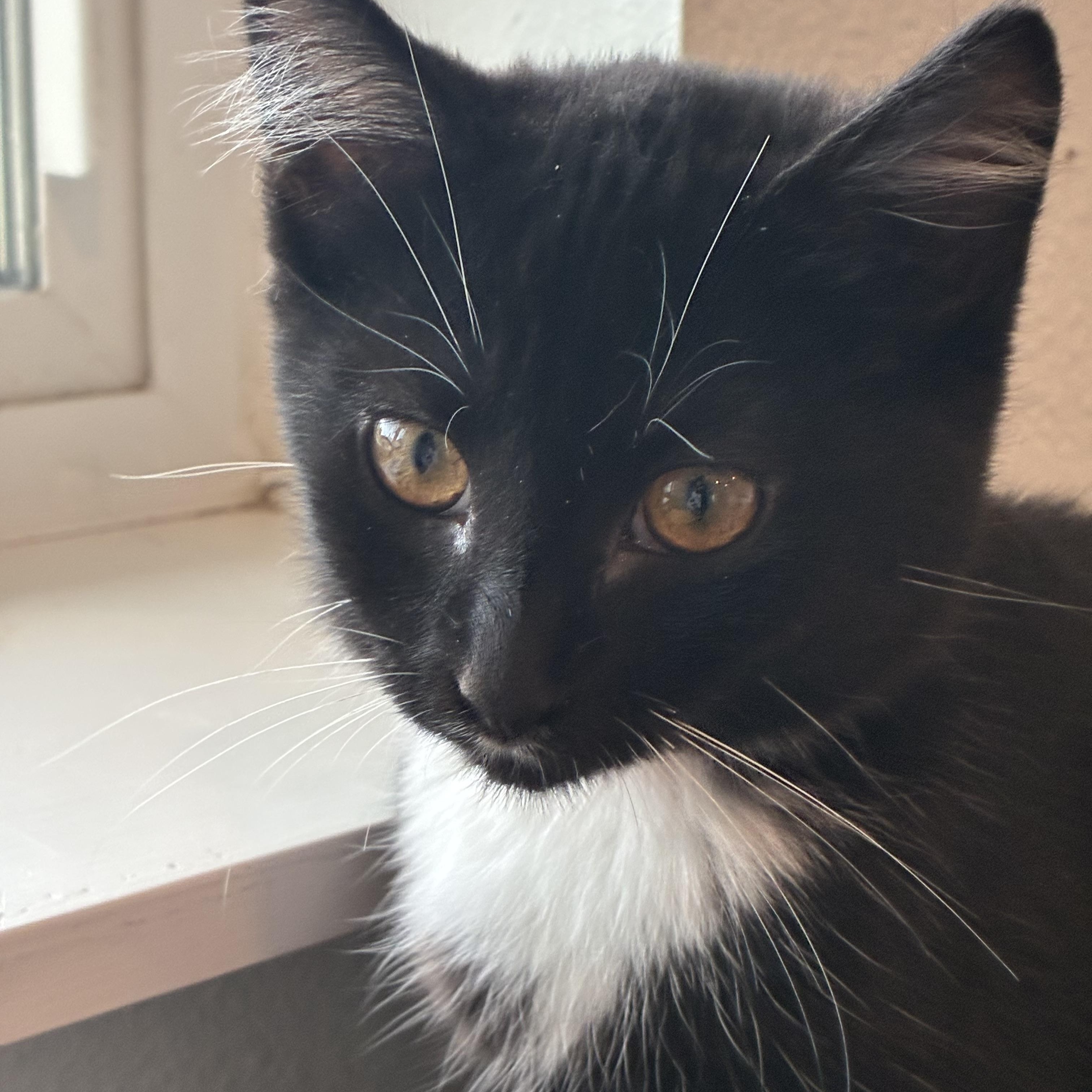 Gelato, Adoptable, Kitten Female Domestic Short Hair.