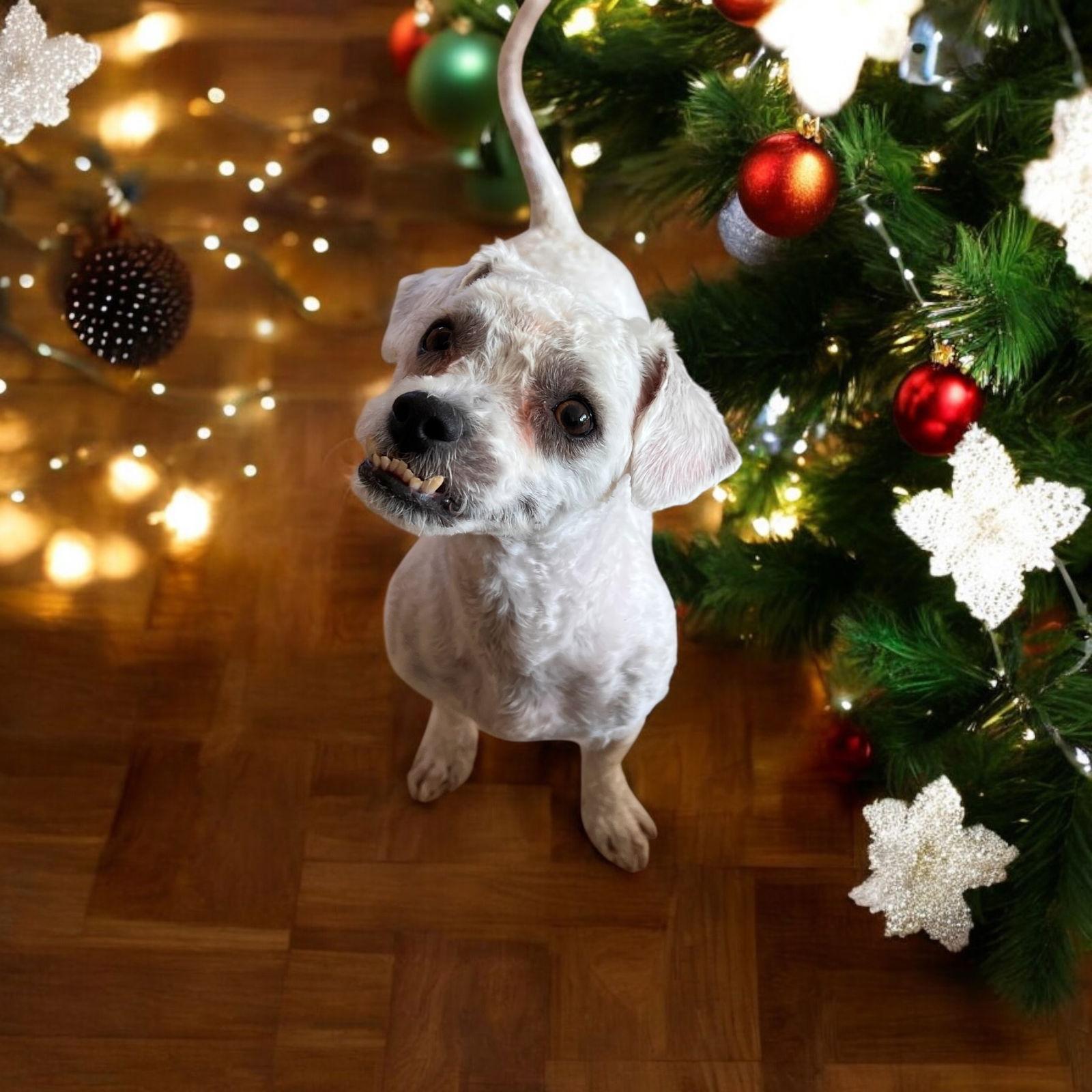 Dorothy, Adoptable, Adult Female Shih Tzu & Poodle.