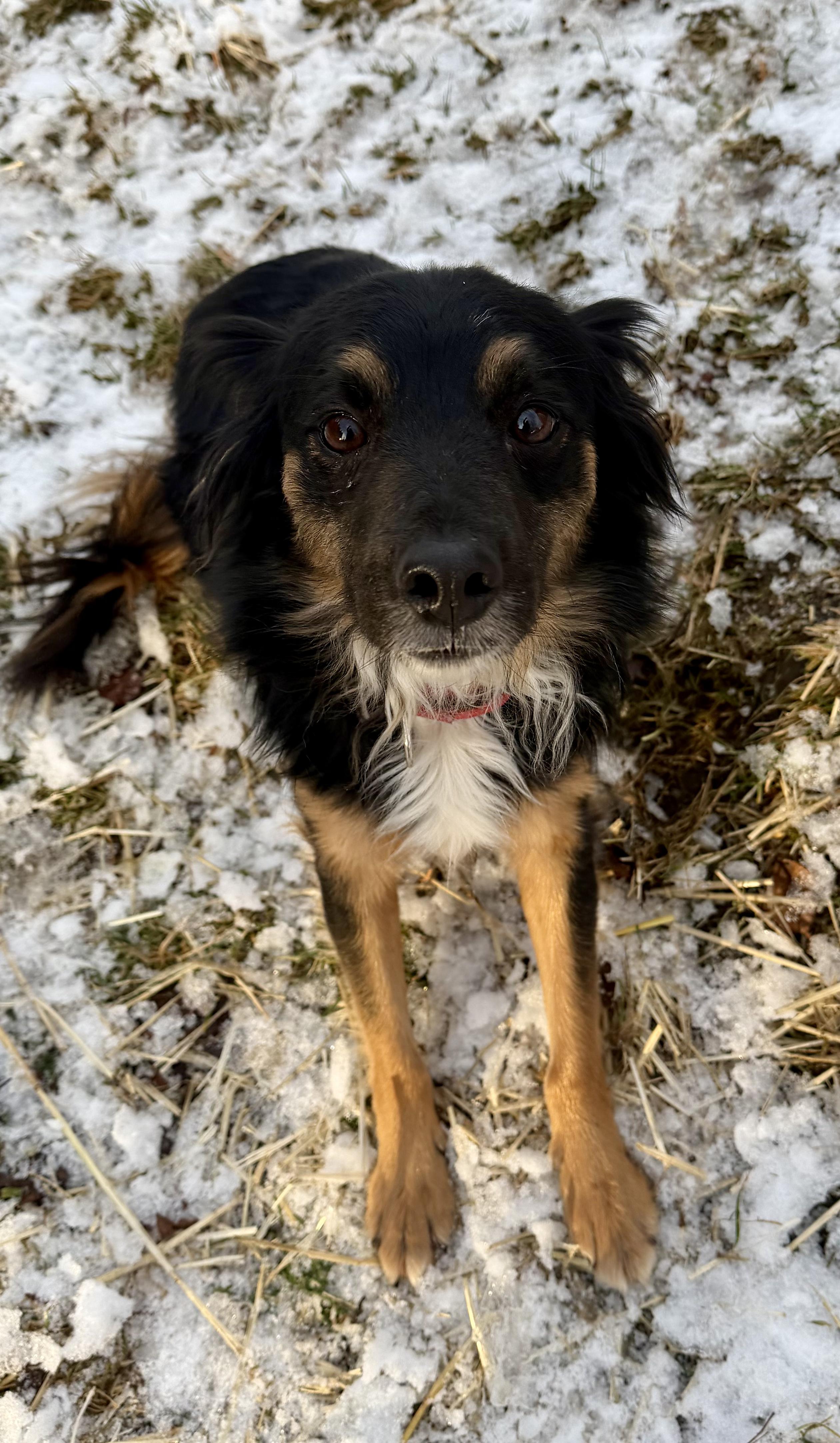 Enlarge Kira, a ADOPTABLE Australian Shepherd in MISSOULA, MT image 1/6
