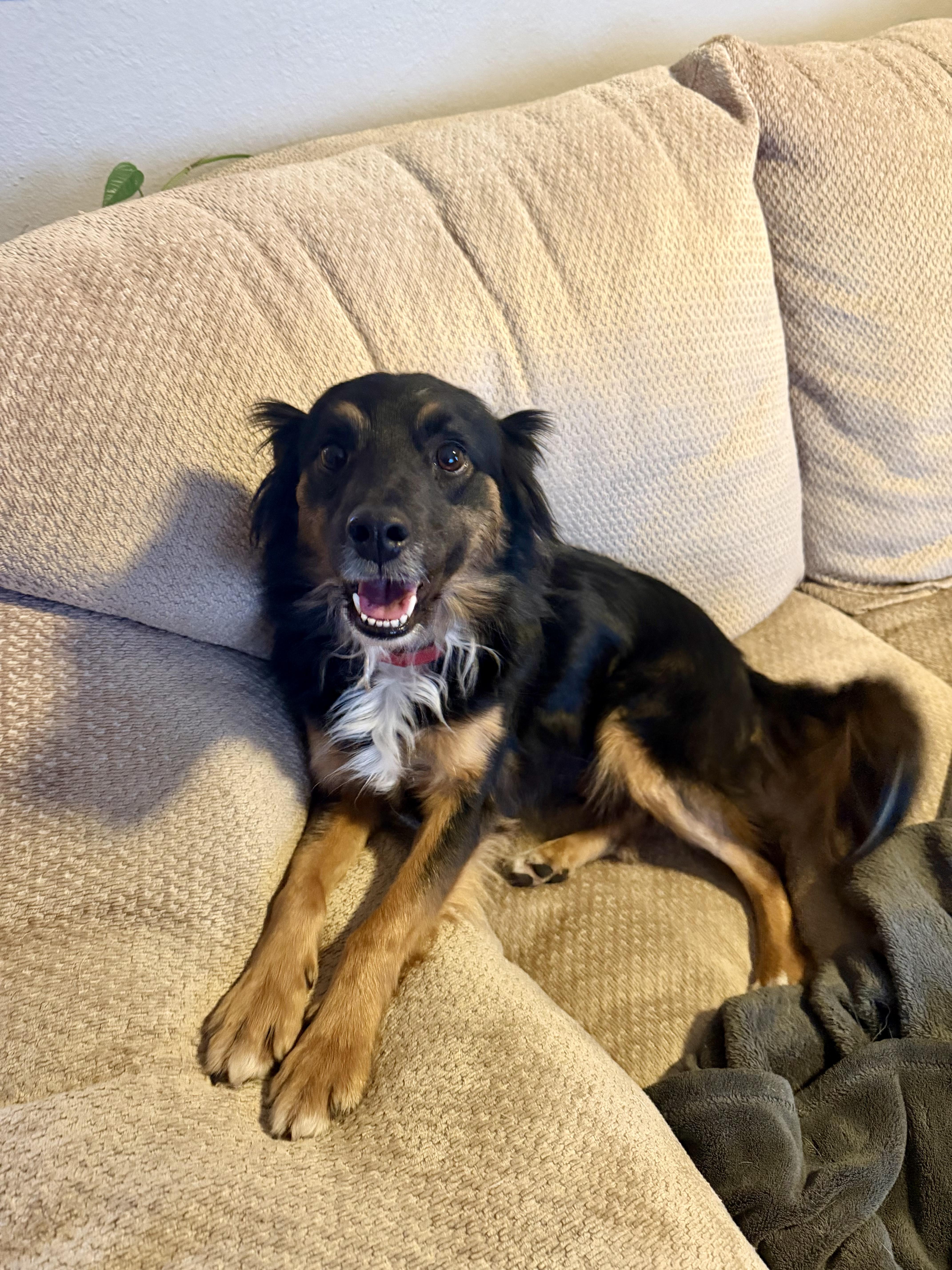 Enlarge Kira, a ADOPTABLE Australian Shepherd in MISSOULA, MT image 5/6