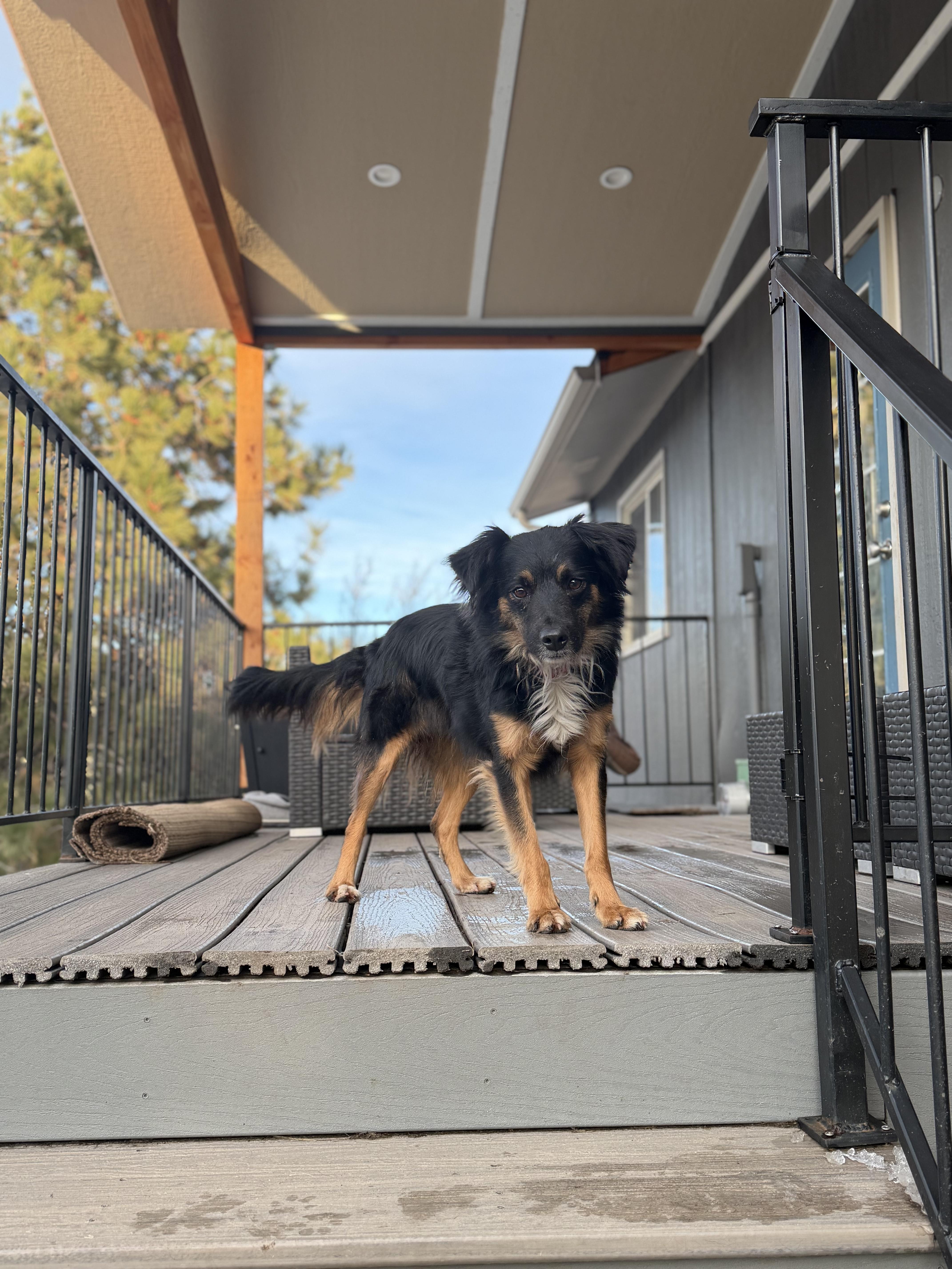 Enlarge Kira, a ADOPTABLE Australian Shepherd in MISSOULA, MT image 3/6