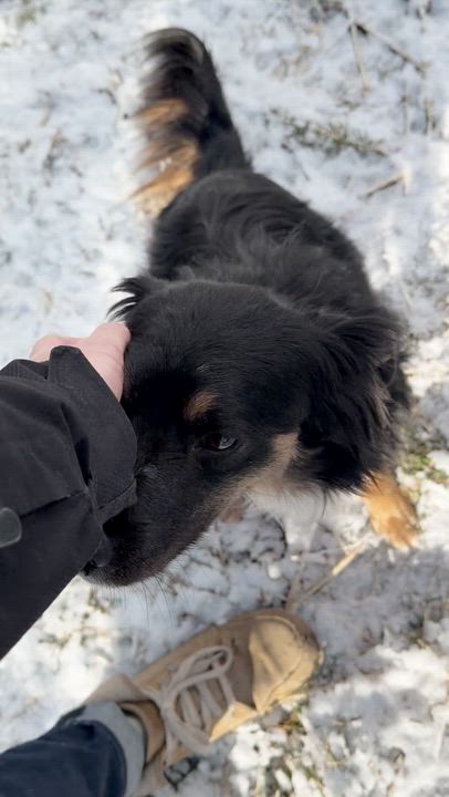 Enlarge Kira, a ADOPTABLE Australian Shepherd in MISSOULA, MT video 6/6