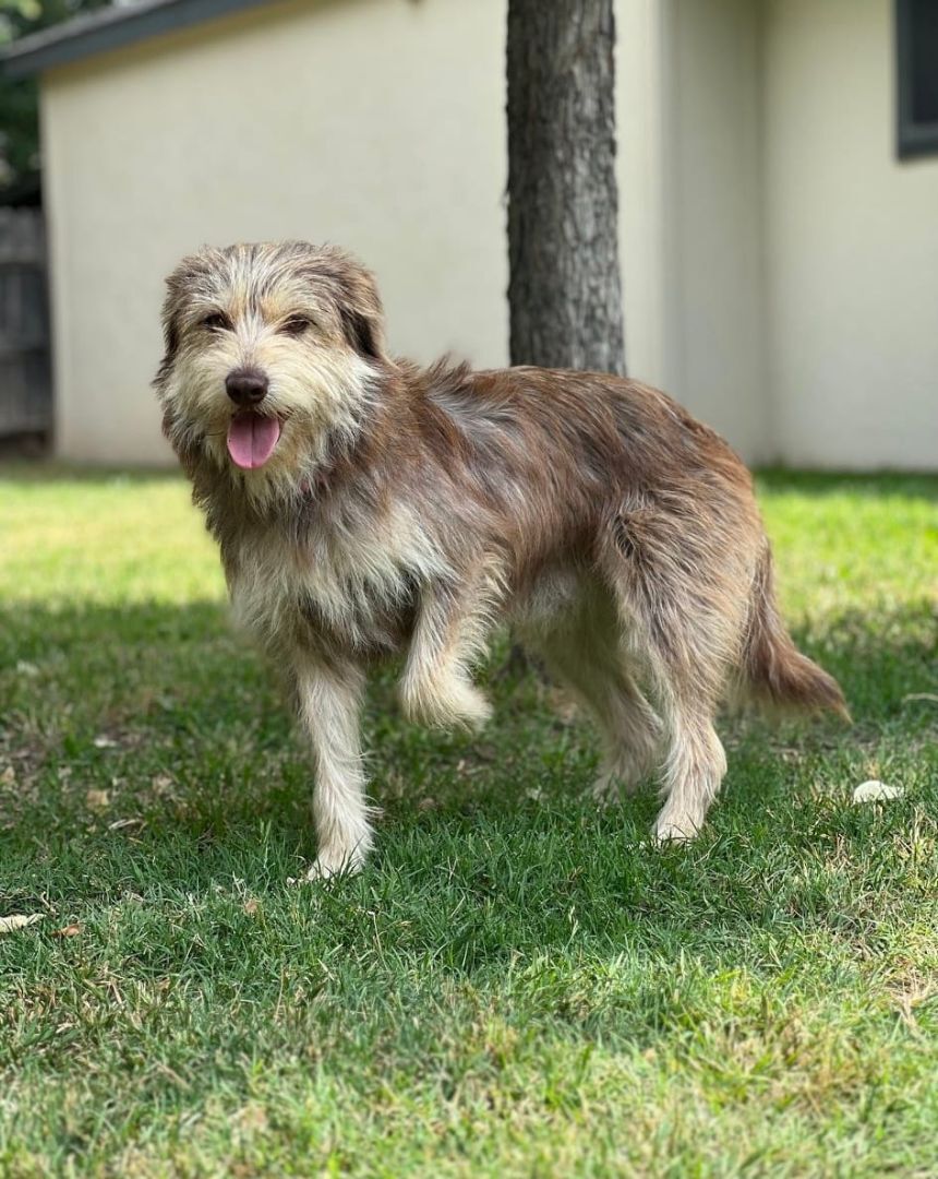 Schaeffer, a Adoptable Terrier in Colleyville, TX image 1/12