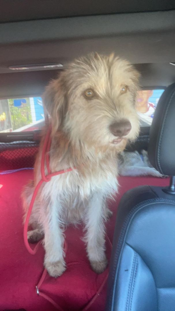 Schaeffer, a Adoptable Terrier in Colleyville, TX image 5/12