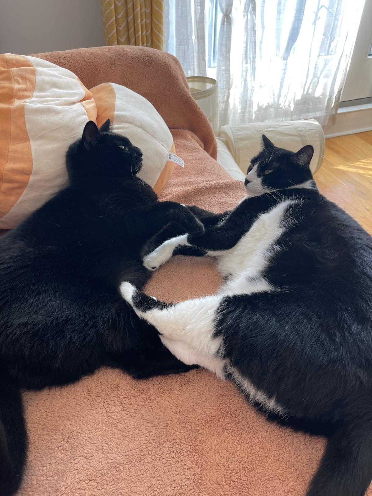 Mulan, Adoptable, Adult Female Domestic Short Hair.