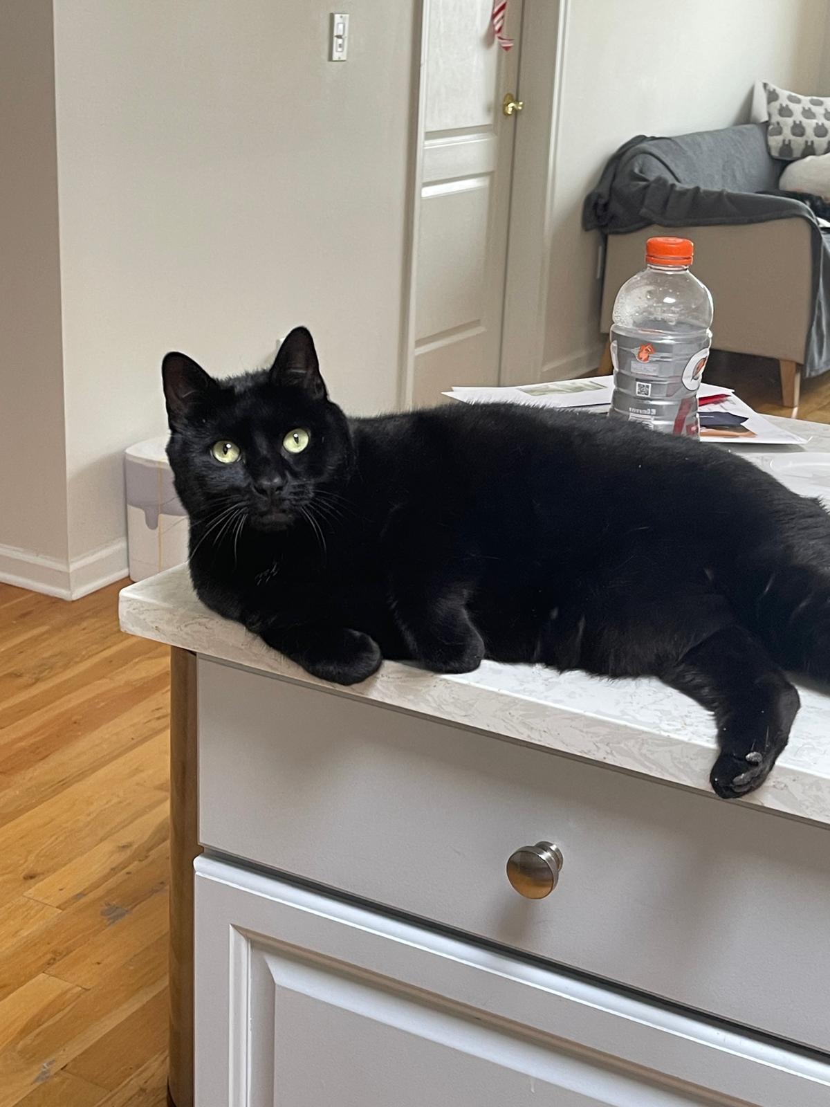 Mulan, a Adoptable Domestic Short Hair in Jersey City, NJ image 3/4