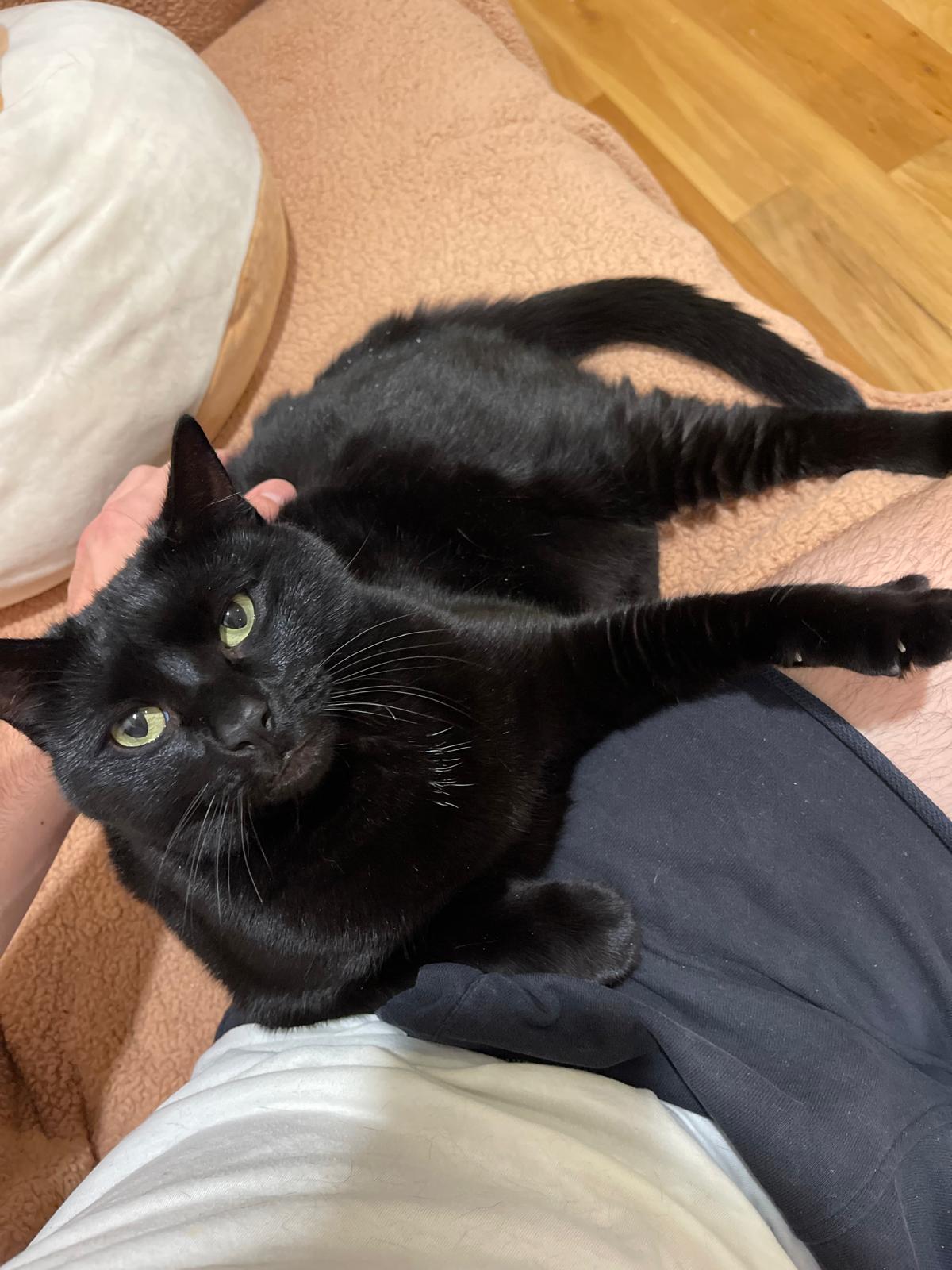 Enlarge Mulan, a Adoptable Domestic Short Hair in Jersey City, NJ image 4/4