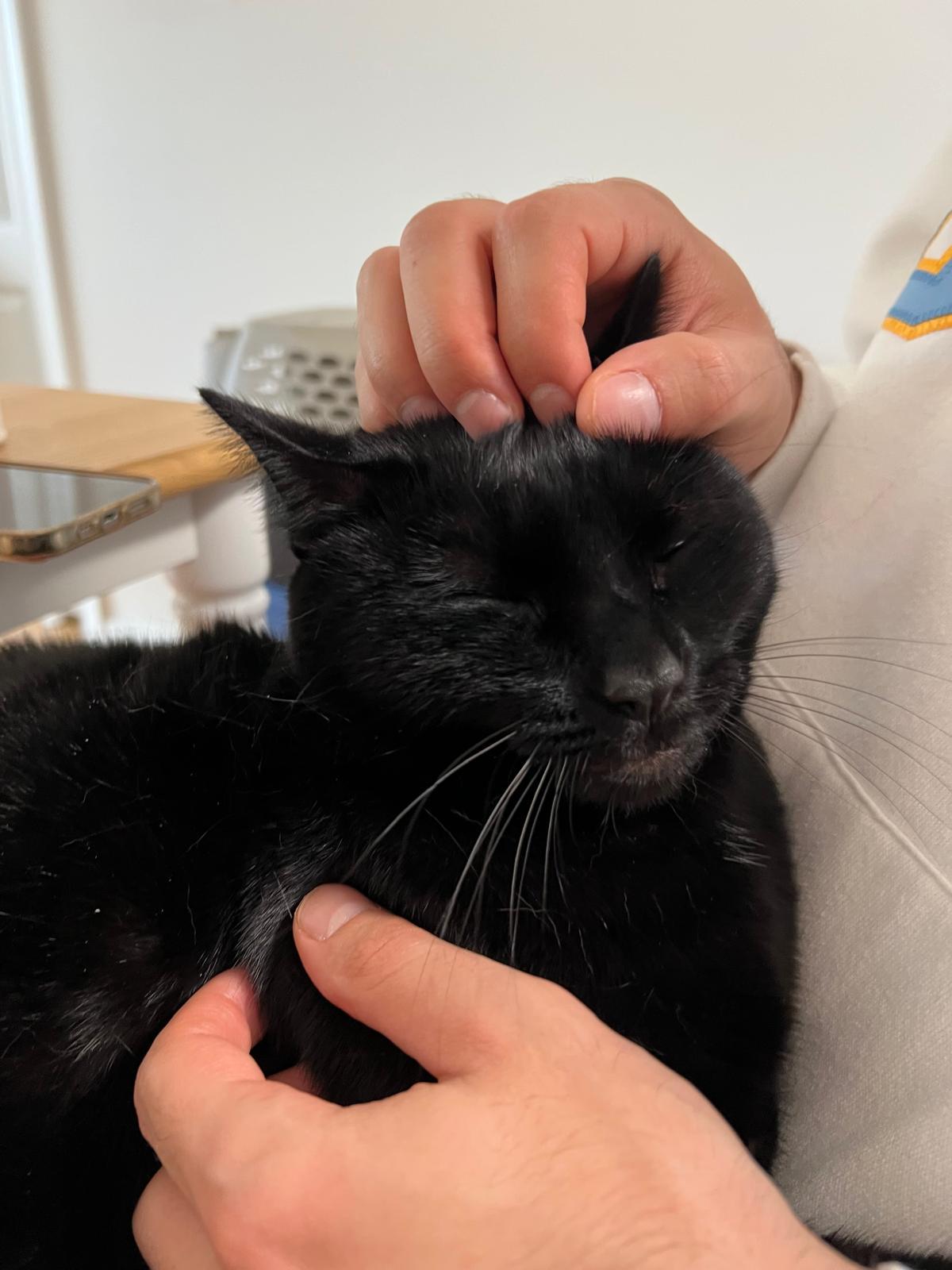 Mulan, a Adoptable Domestic Short Hair in Jersey City, NJ image 4/4