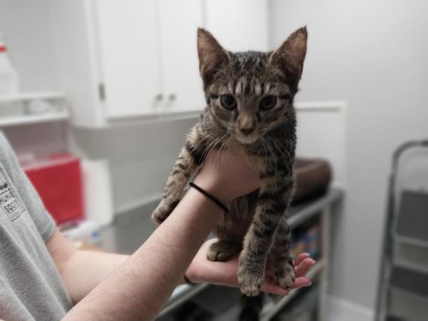 Marshmallow, Adoptable, Kitten Male Domestic Short Hair.