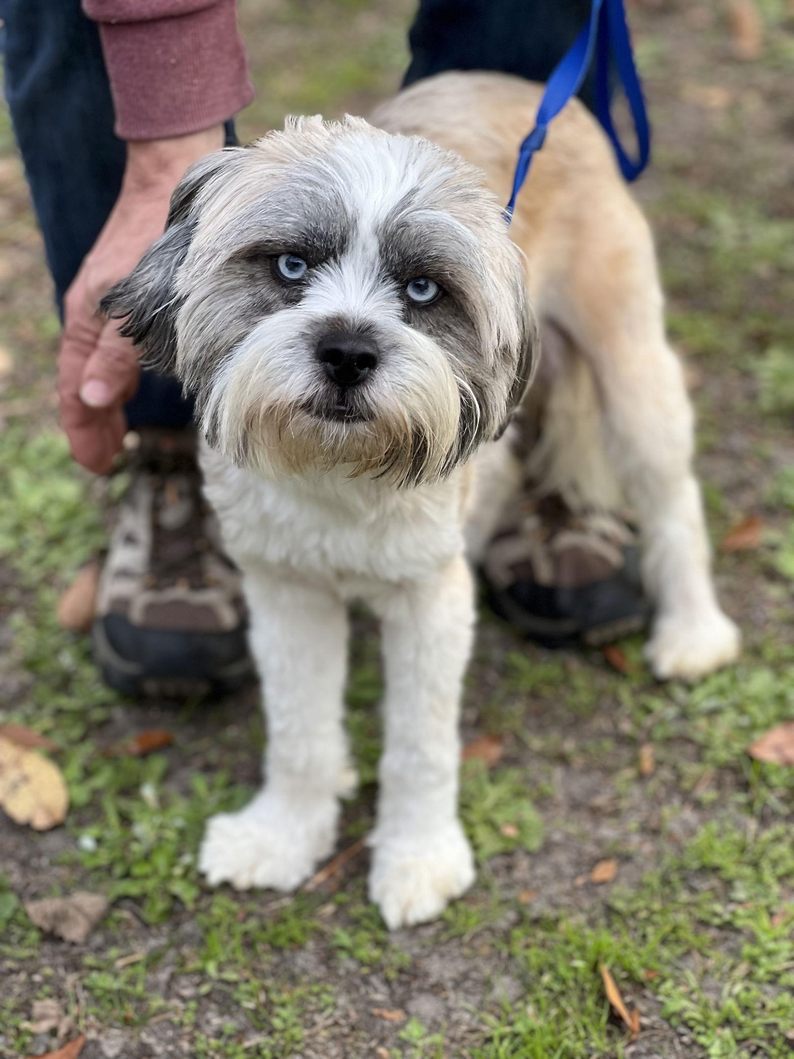 Fleur, a Adopted mixed breed in Lexington, SC image 1/2
