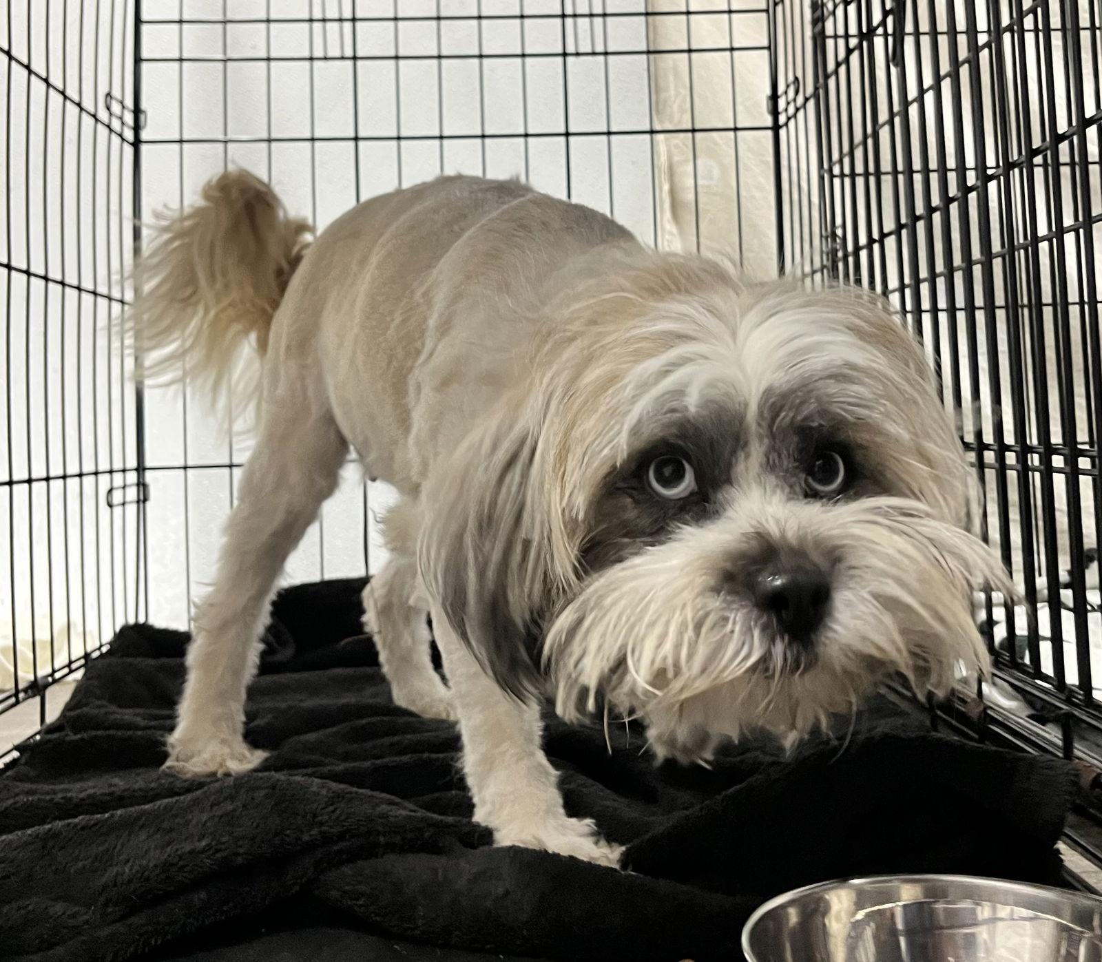 Fleur, a Adopted mixed breed in Lexington, SC image 2/2