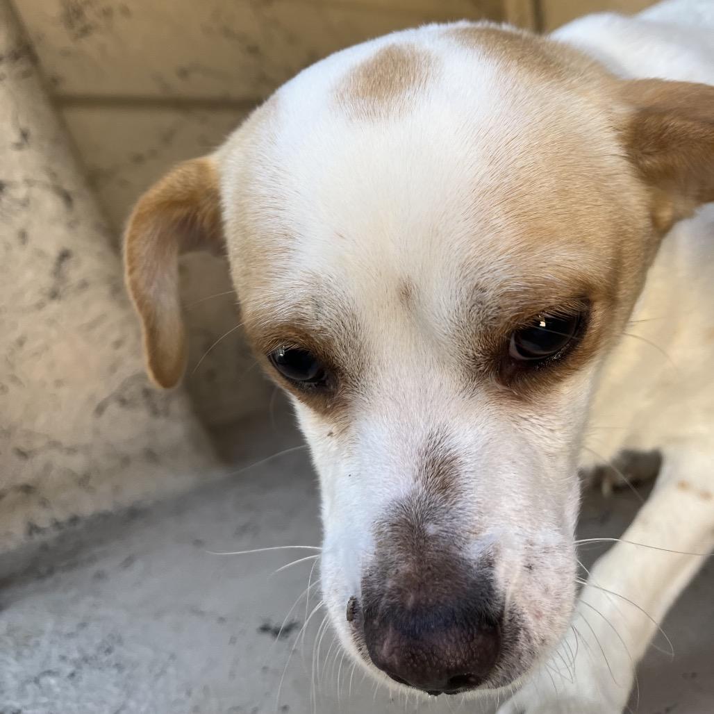 Thelma, a Adoptable Chihuahua in Henderson, NV image 1/2