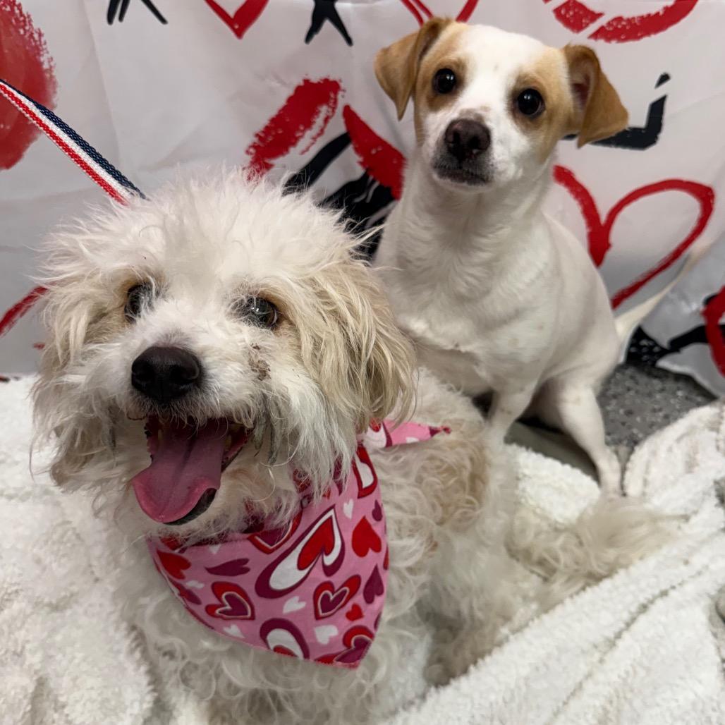 Thelma, a Adoptable Chihuahua in Henderson, NV image 2/2