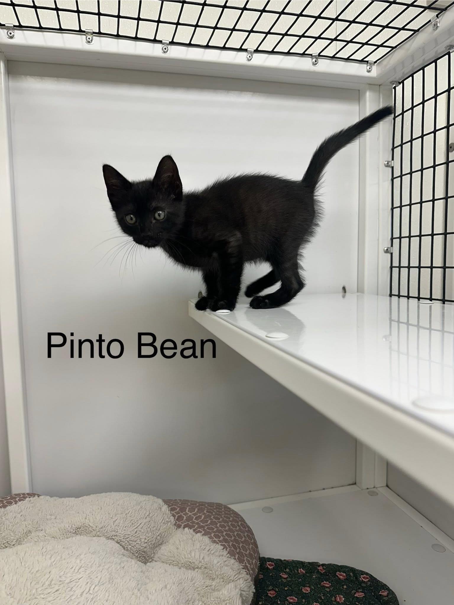 Pinto Bean, adopted, Kitten Male Domestic Short Hair.