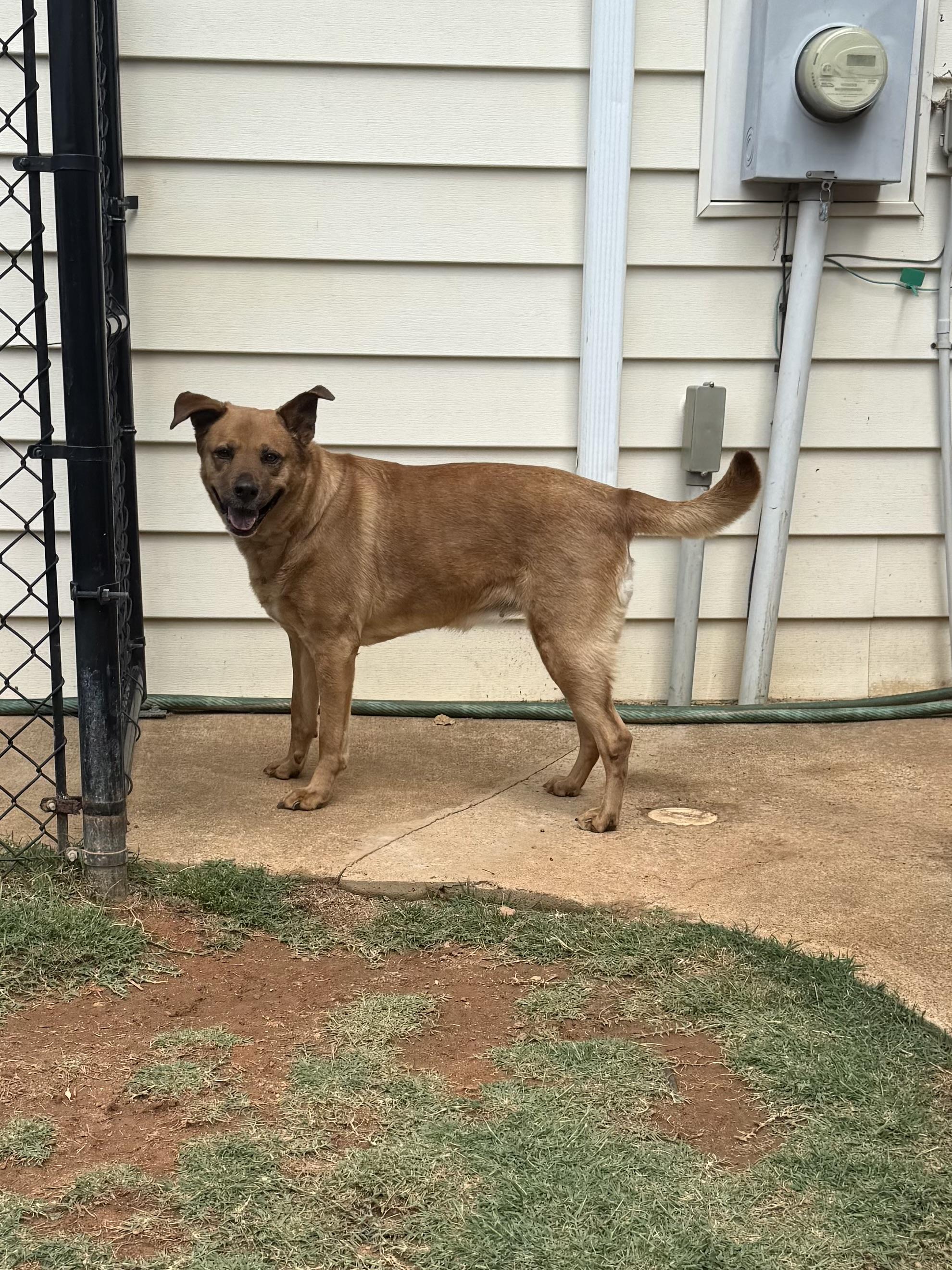 Enlarge Nora, a ADOPTABLE mixed breed in Kings Mountain, NC image 6/6