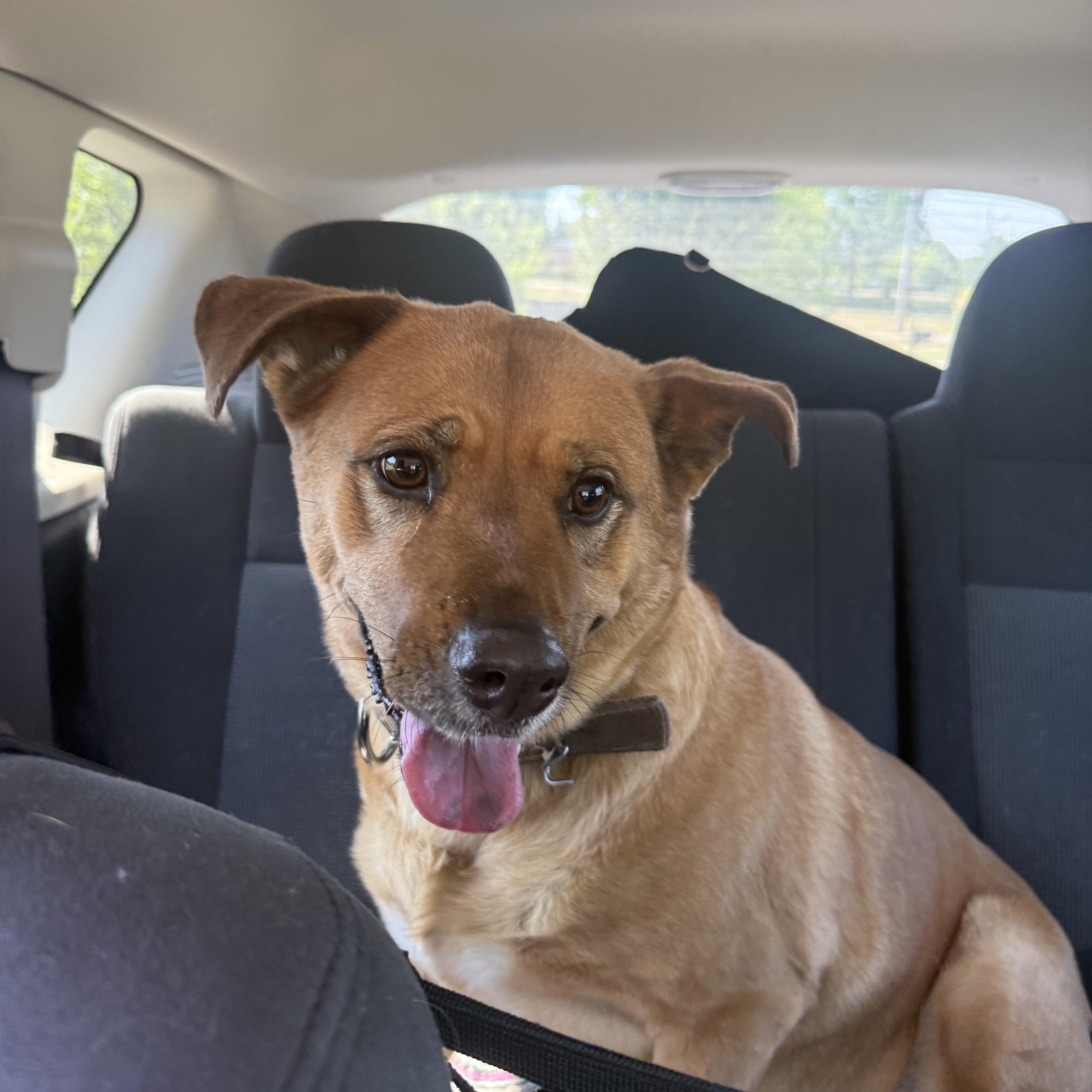 Nora, ADOPTABLE, Adult Female Carolina Dog.