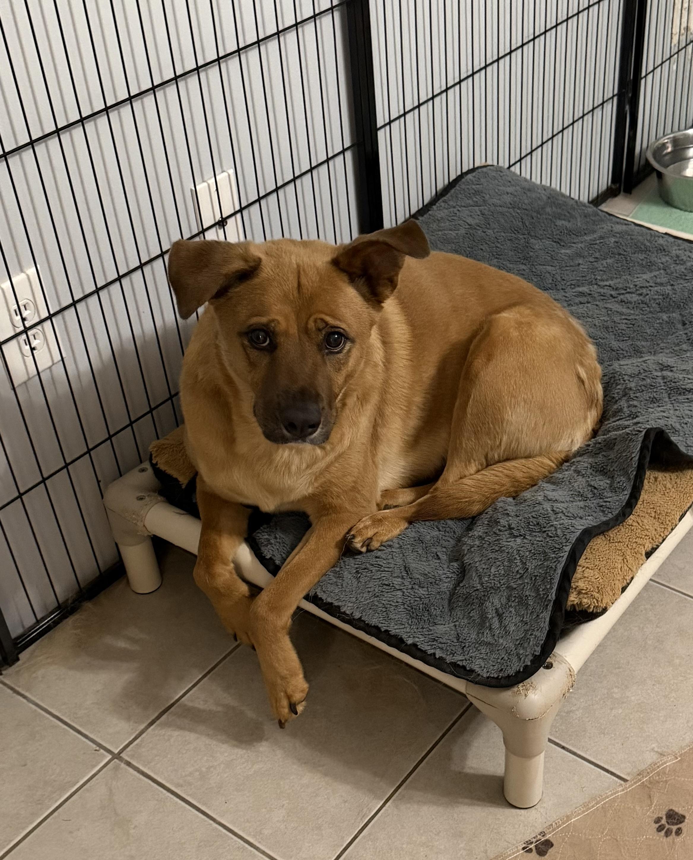 Enlarge Nora, a Adoptable mixed breed in Kings Mountain, NC image 4/6