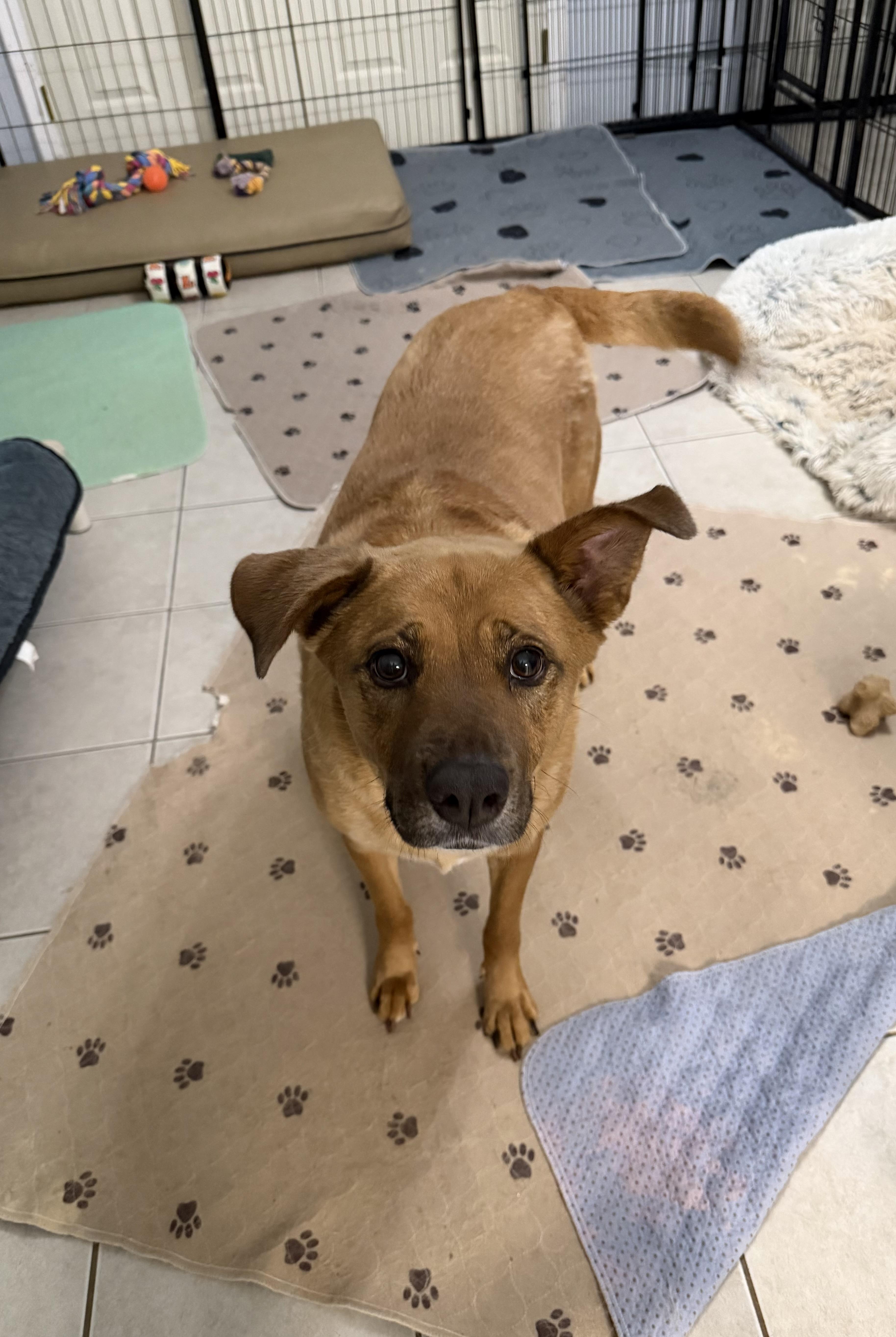 Enlarge Nora, a Adoptable mixed breed in Kings Mountain, NC image 6/6
