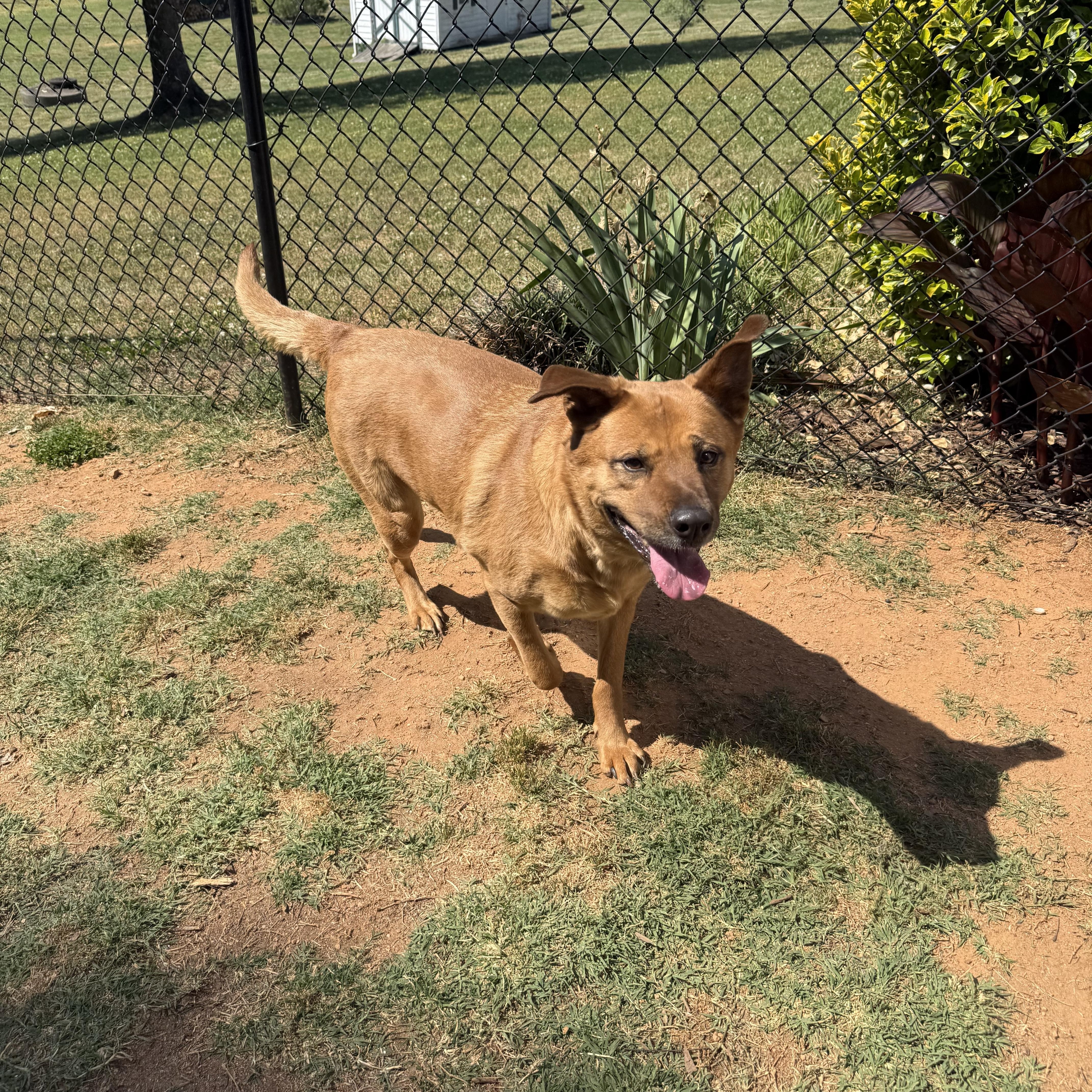 Enlarge Nora, a ADOPTABLE mixed breed in Kings Mountain, NC image 4/6