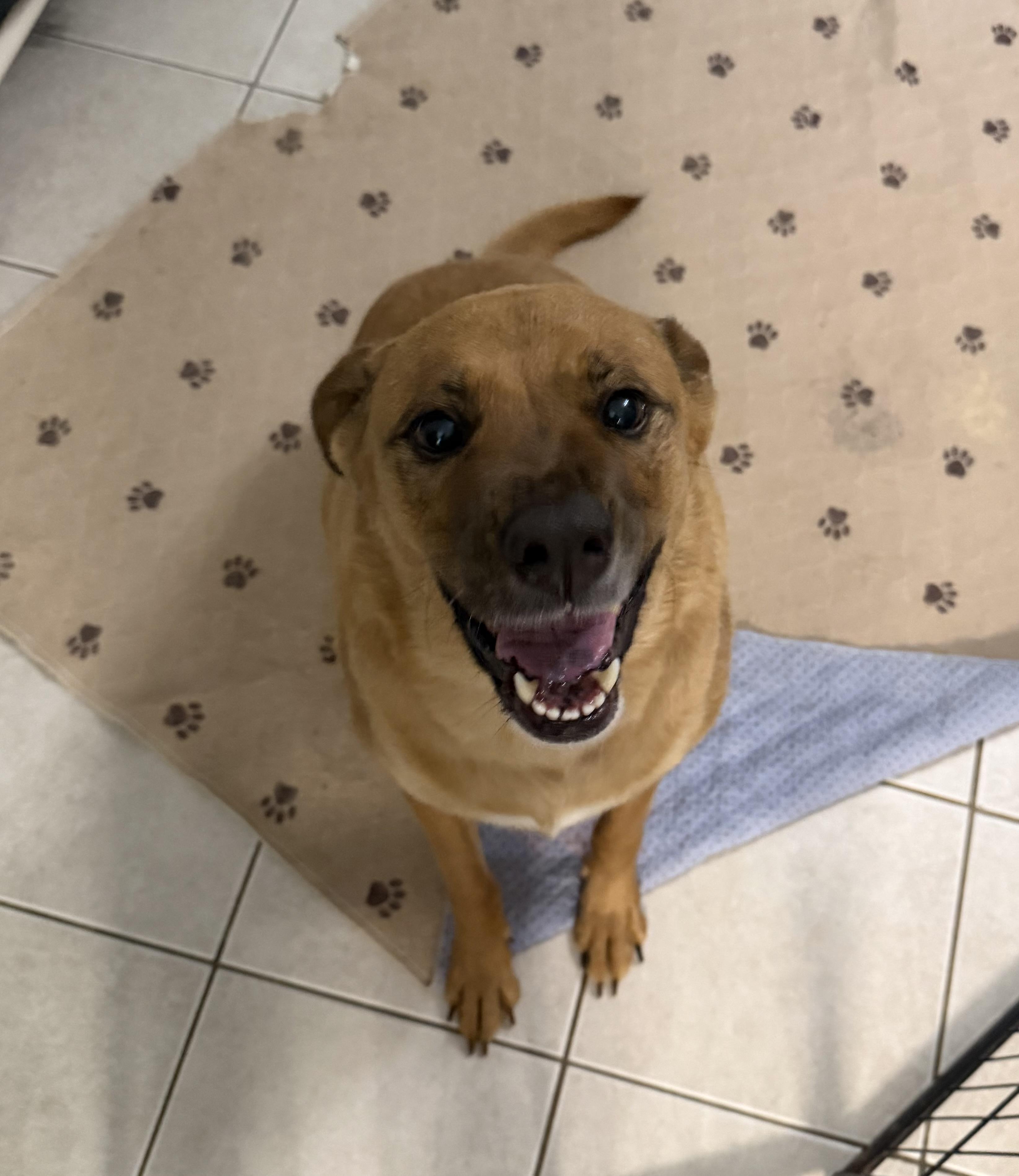 Enlarge Nora, a Adoptable mixed breed in Kings Mountain, NC image 5/6