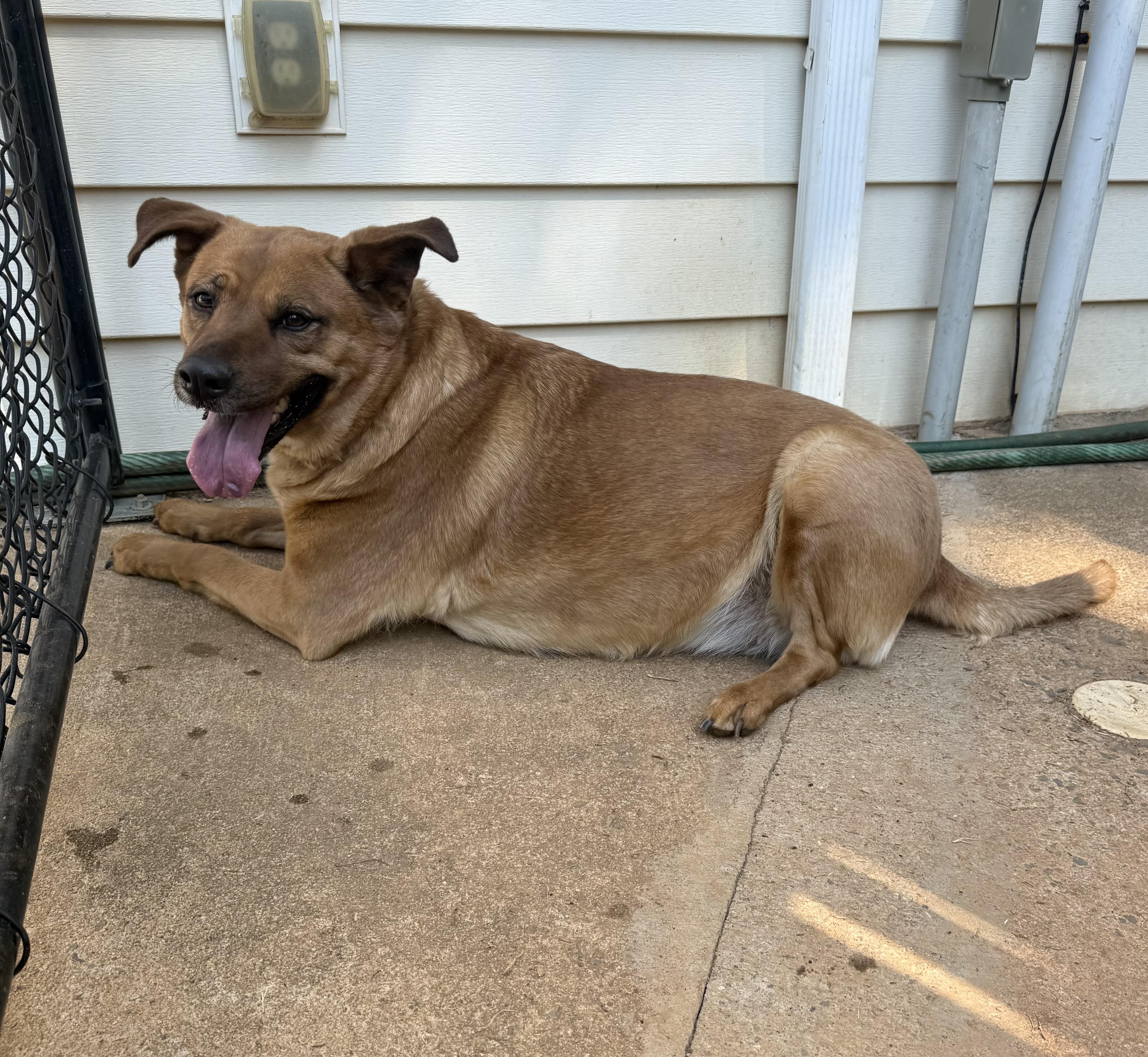 Enlarge Nora, a ADOPTABLE mixed breed in Kings Mountain, NC image 5/6