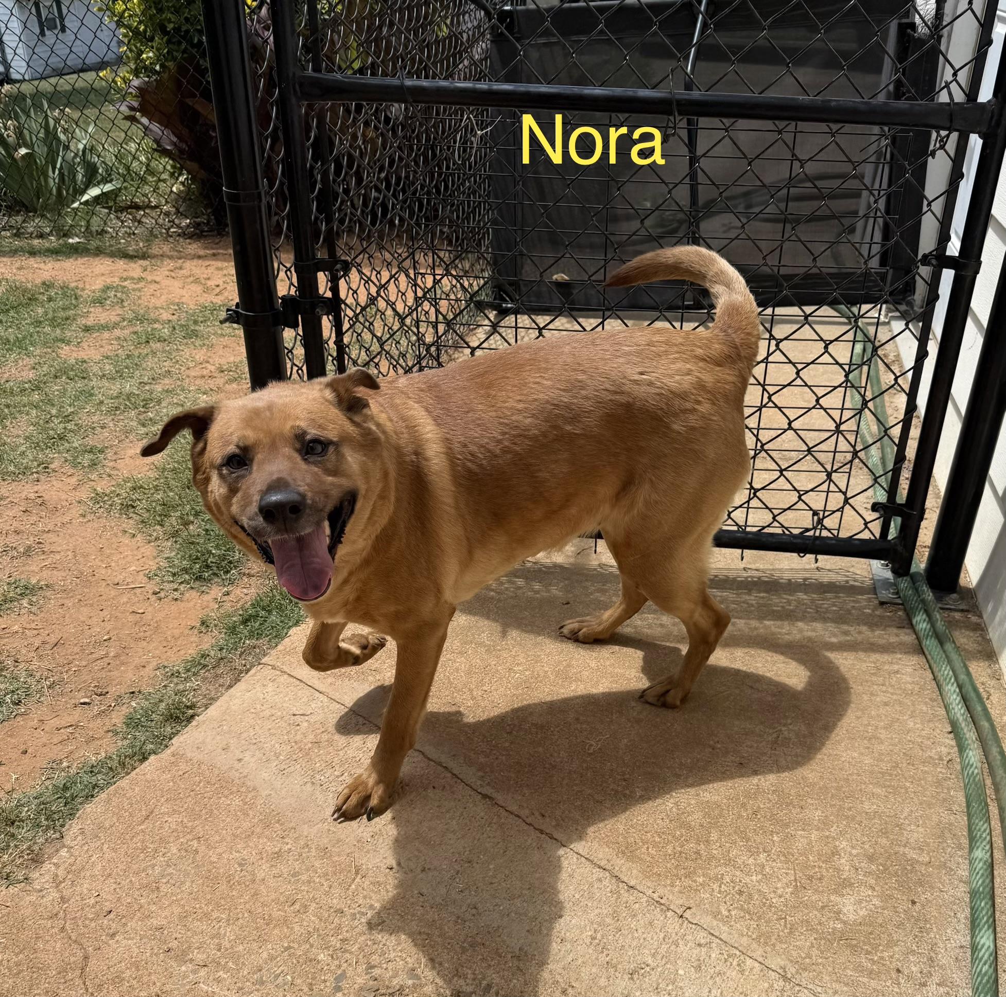 Enlarge Nora, a ADOPTABLE mixed breed in Kings Mountain, NC image 3/6