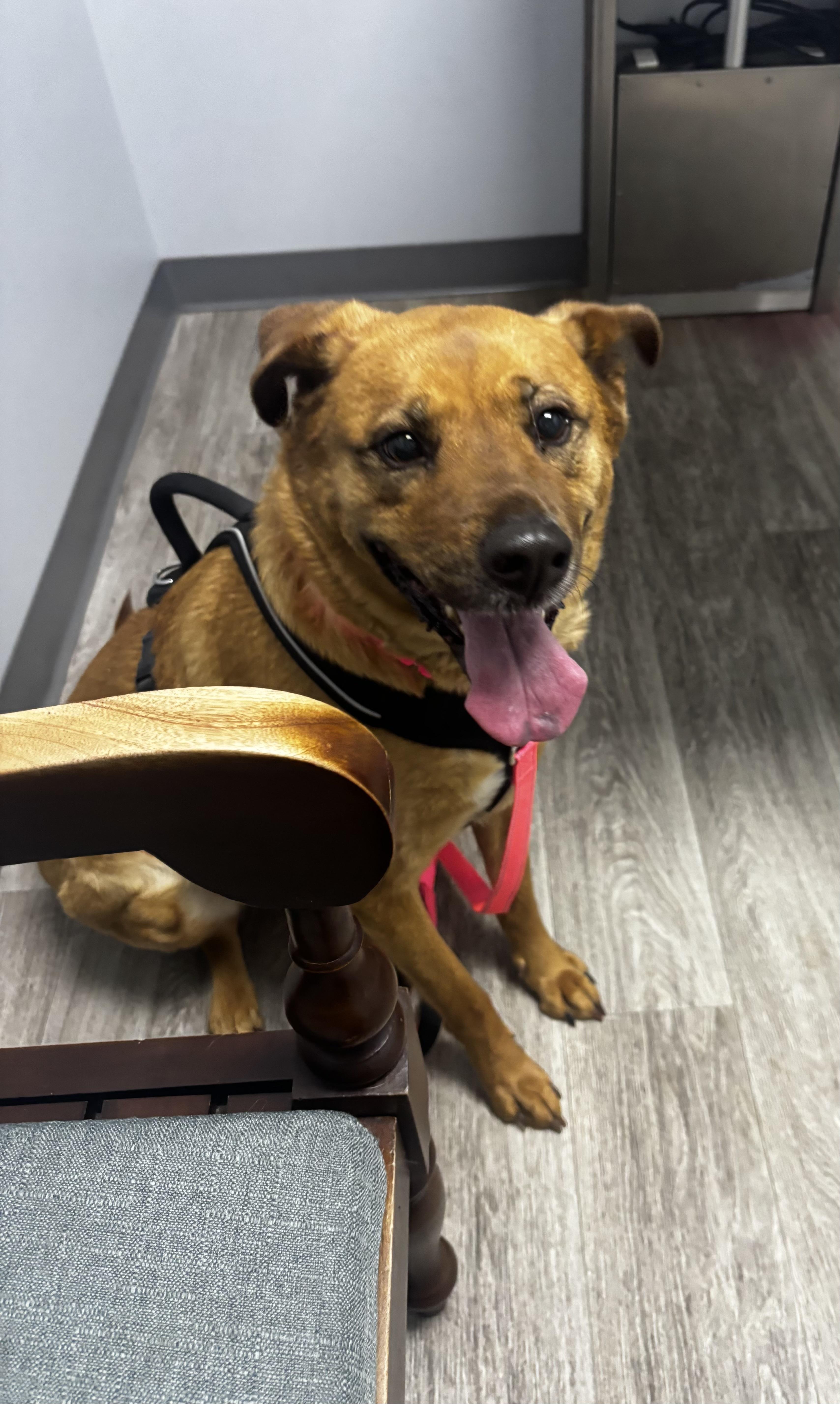 Enlarge Nora, a ADOPTABLE mixed breed in Kings Mountain, NC image 2/6