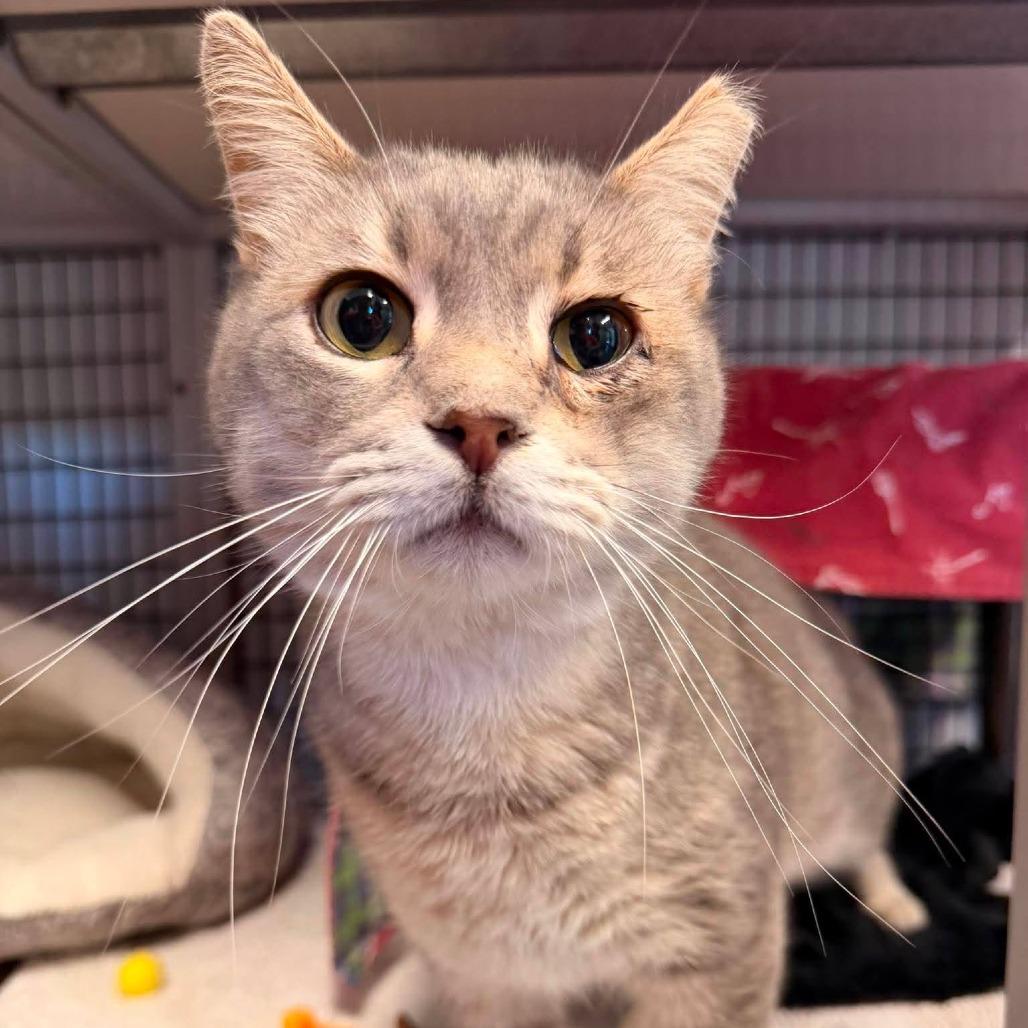 Enlarge Lilac, a Adoptable Domestic Short Hair in Edwardsville, IL image 1/2