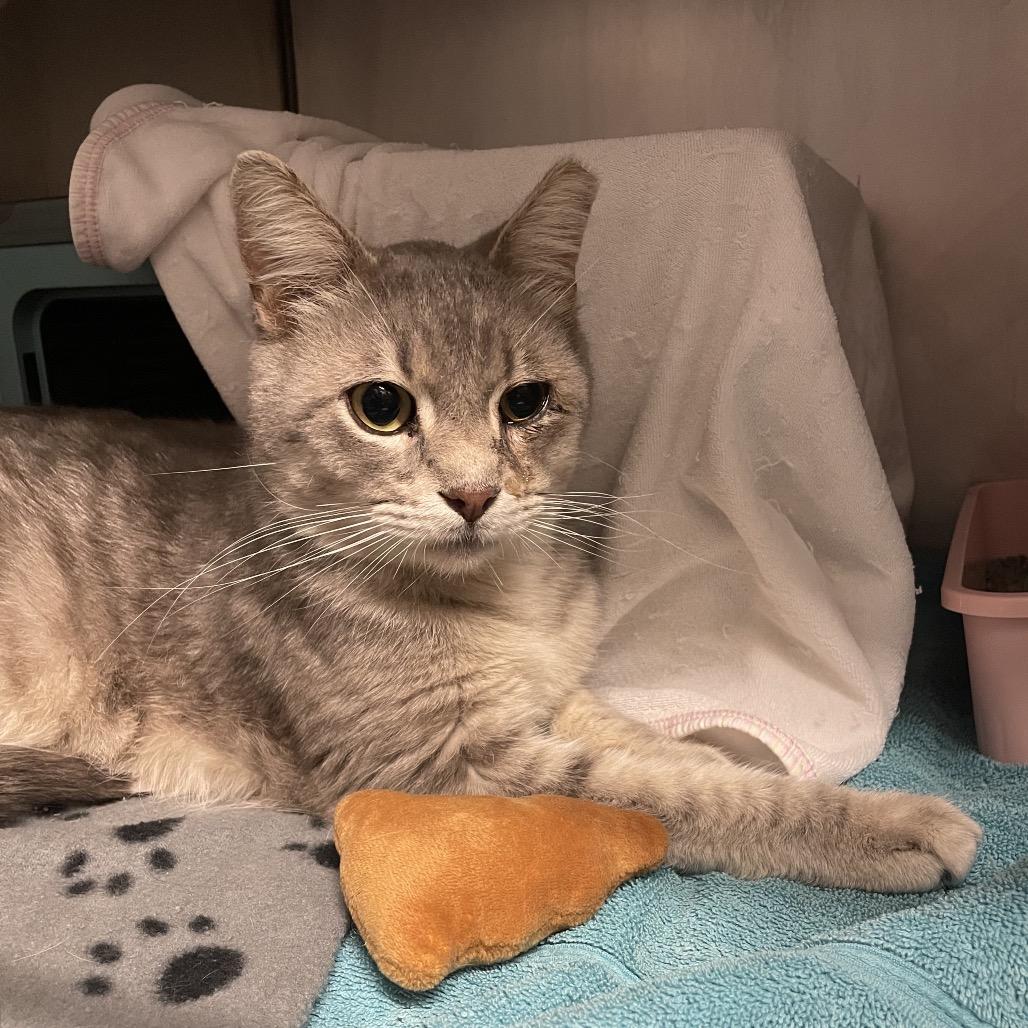 Lilac, Adoptable, Adult Male Domestic Short Hair.