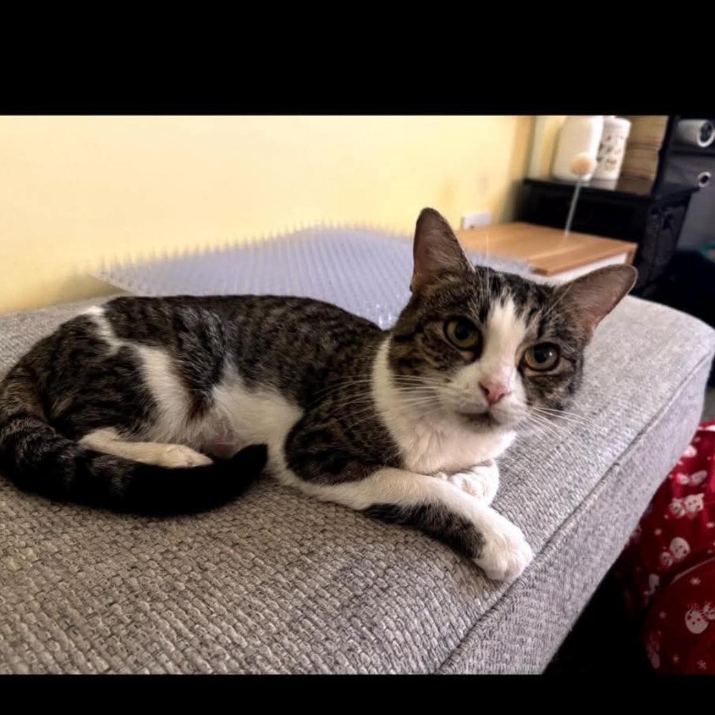 Nova, Adult Female Domestic Short Hair